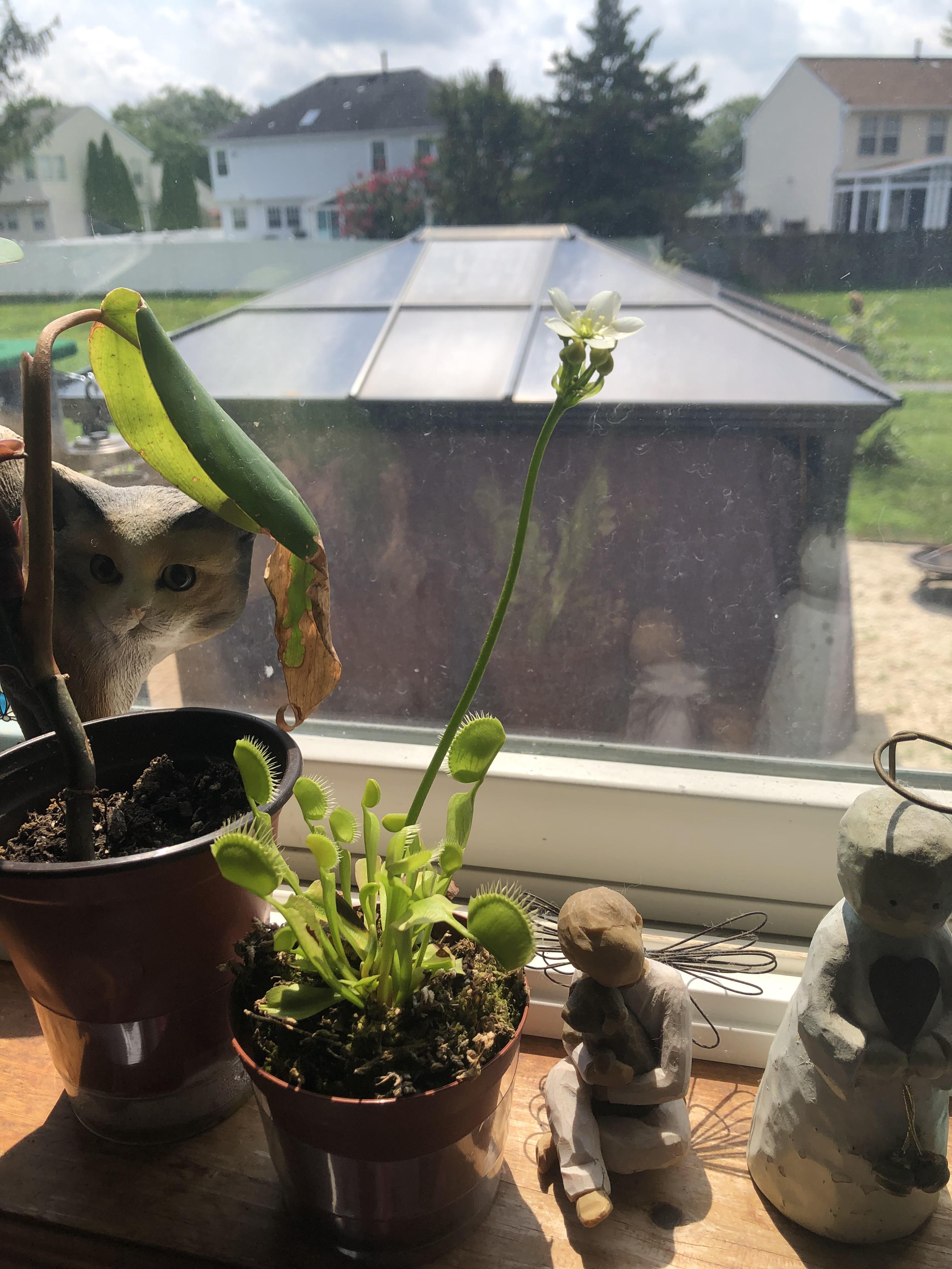This sand is graded, washed, dried and sanitized for use in sandboxes, gardens, cat litter boxes, for ice and snow traction or as weight sand. My Venus fly trap finally bloomed! : IndoorGarden
