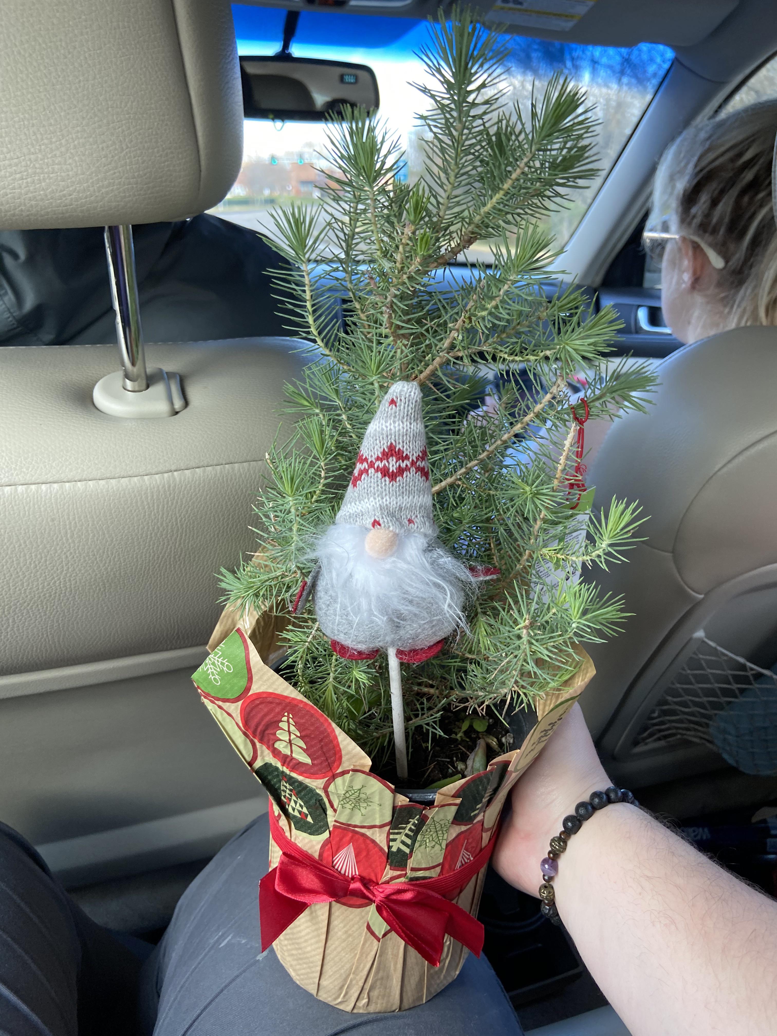 Native cypress trees are evergreen, coniferous trees that, in the u.s., primarily grow in the west and southeast. New Friend Italian Stone Pine Bought At Kroger Today It Is From A Pinery In Ca This Season It Will Be My Christmas Tree And Then Starting In The Spring I Will
