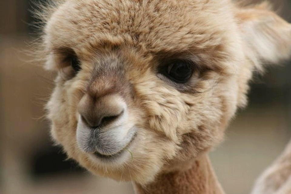 Alpaca Newborn . Baby Alpaca : aww
