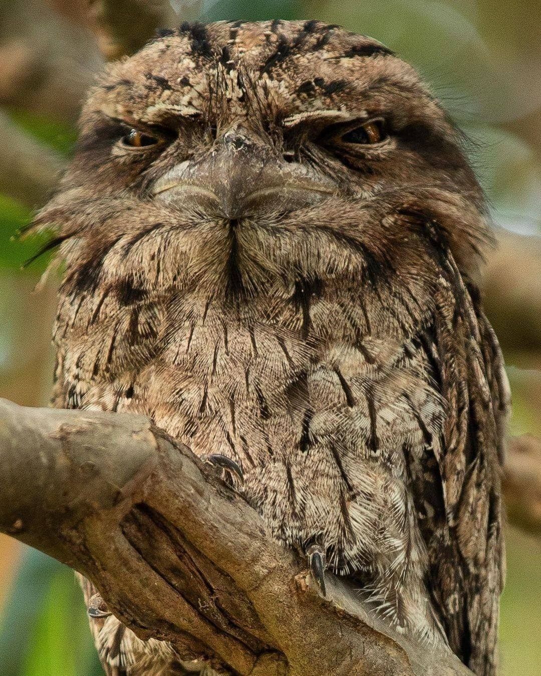 Für die kanzlerkandidaten baerbock, scholz und laschet geht es um alles. Hli Deutsche Forscher Haben Auf Instagram Untersucht Welche Vogelart Online Am Besten Ankommt Die Beliebteste Vogelart Auf Der Plattform Ist Der Eulenschwalm De