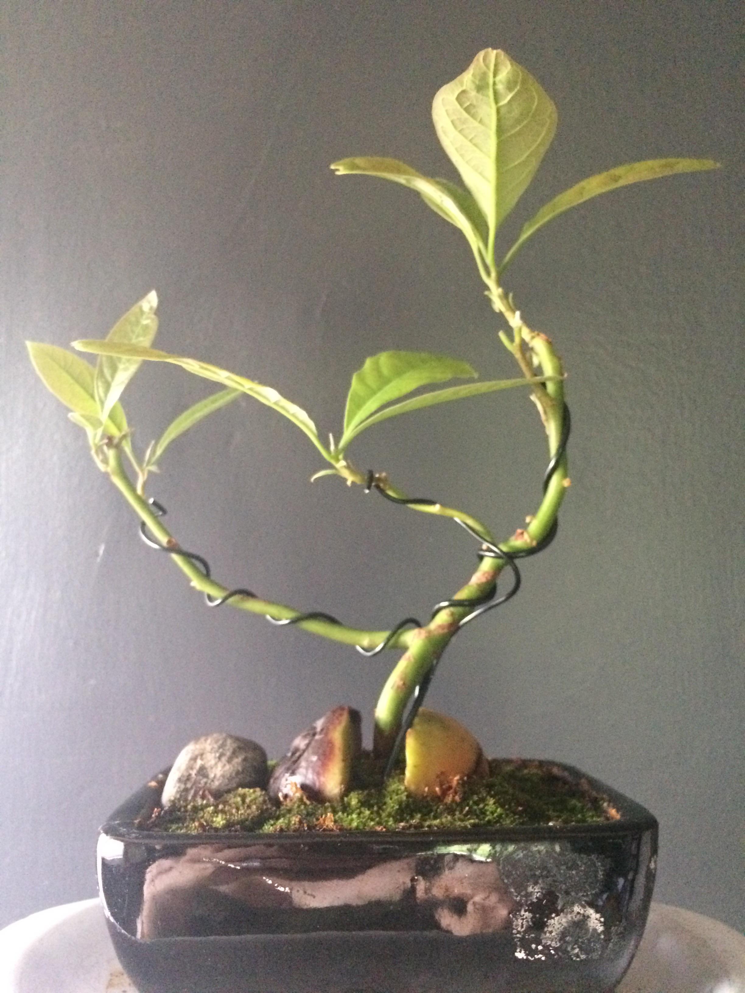 My Wife Is Bonsai Ing An Avocado Almost A Year Old Vegan