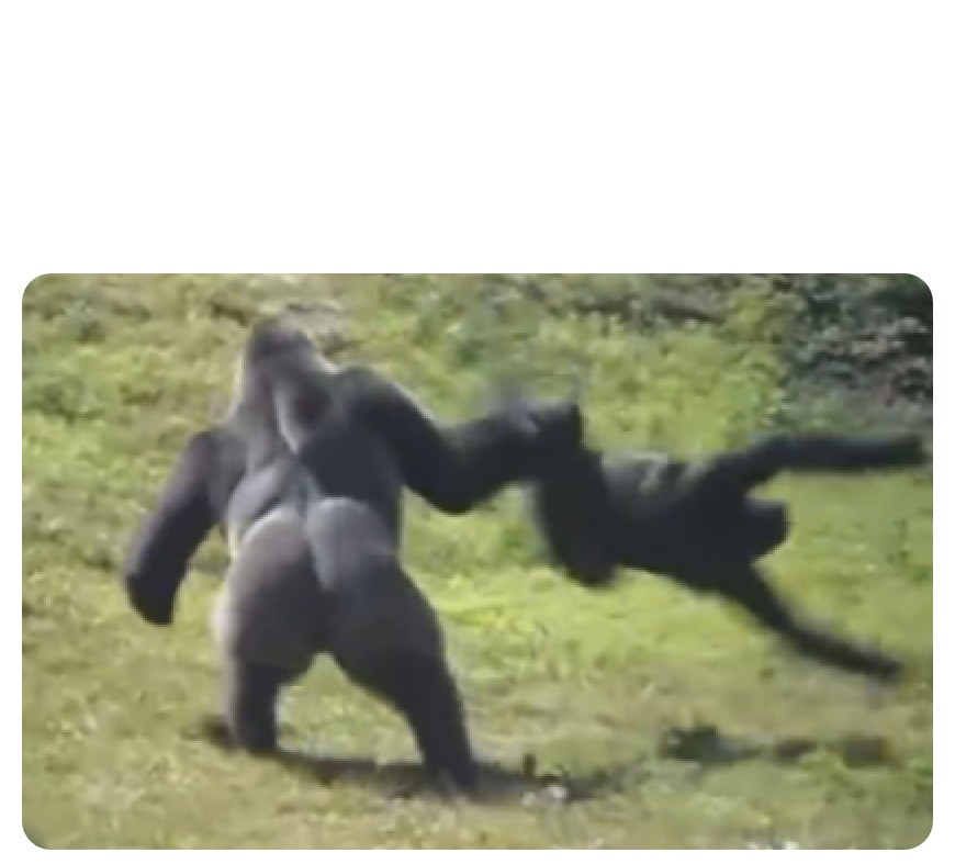 Gorilla Throwing Another Gorilla R Memetemplatesofficial