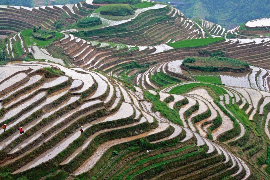 Asian Rice Fields R Oddlysatisfying