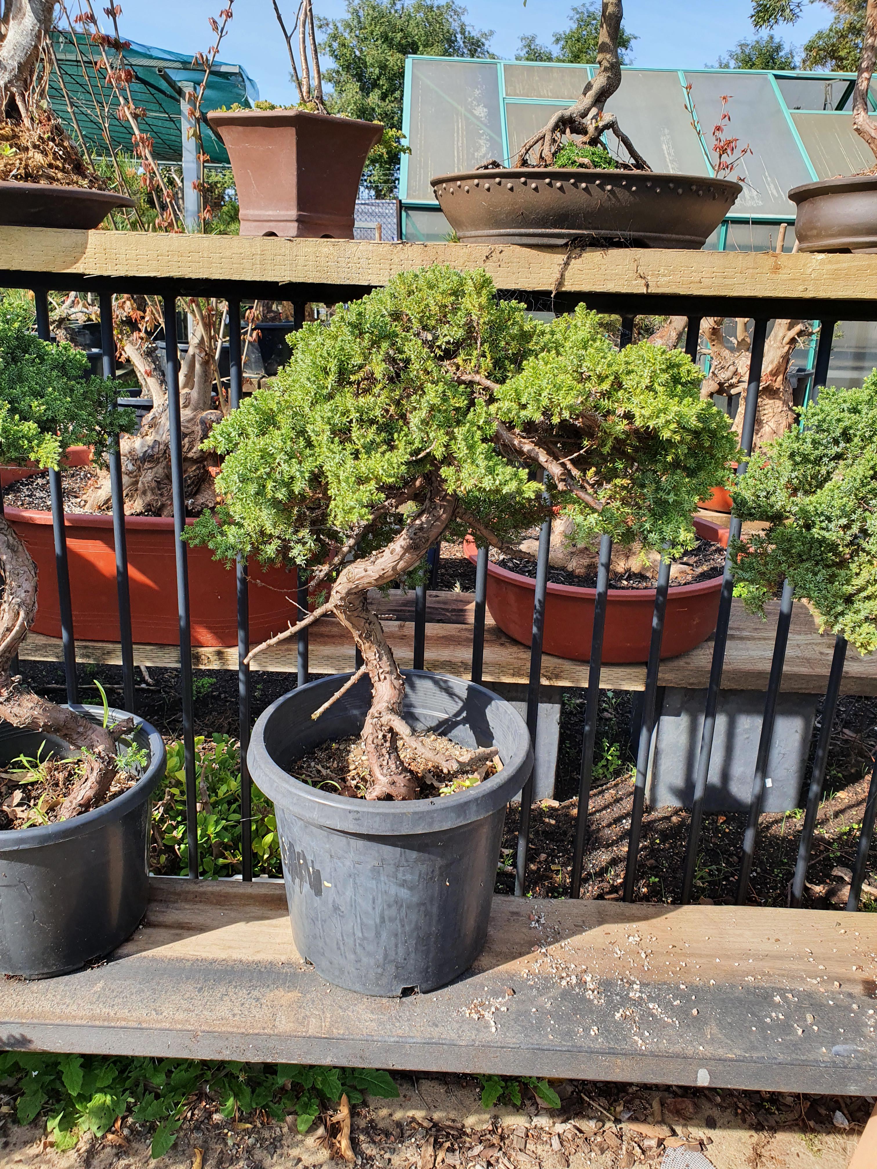 23 Year Old Pre Bonsai Juniper There Were A Dozen Of These Wish I Had Asked How Much Bonsai