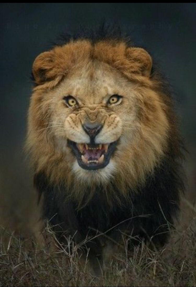 It is one half of what will be a much larger. Angry Lion Just Prior To Charging Photographer R Natureisfuckinglit