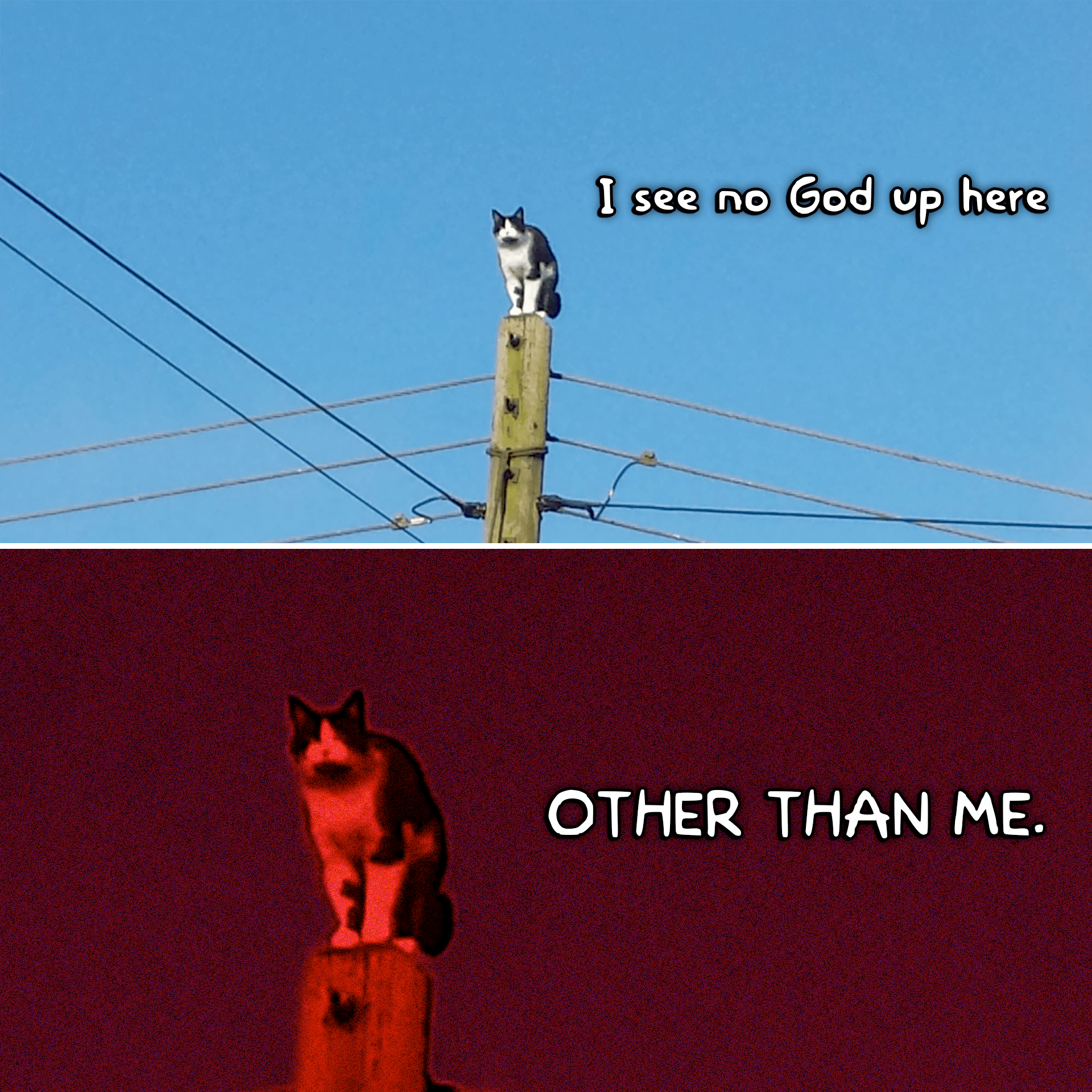 View 21 Cat Meme Template I See No God Up Here Other Than Me