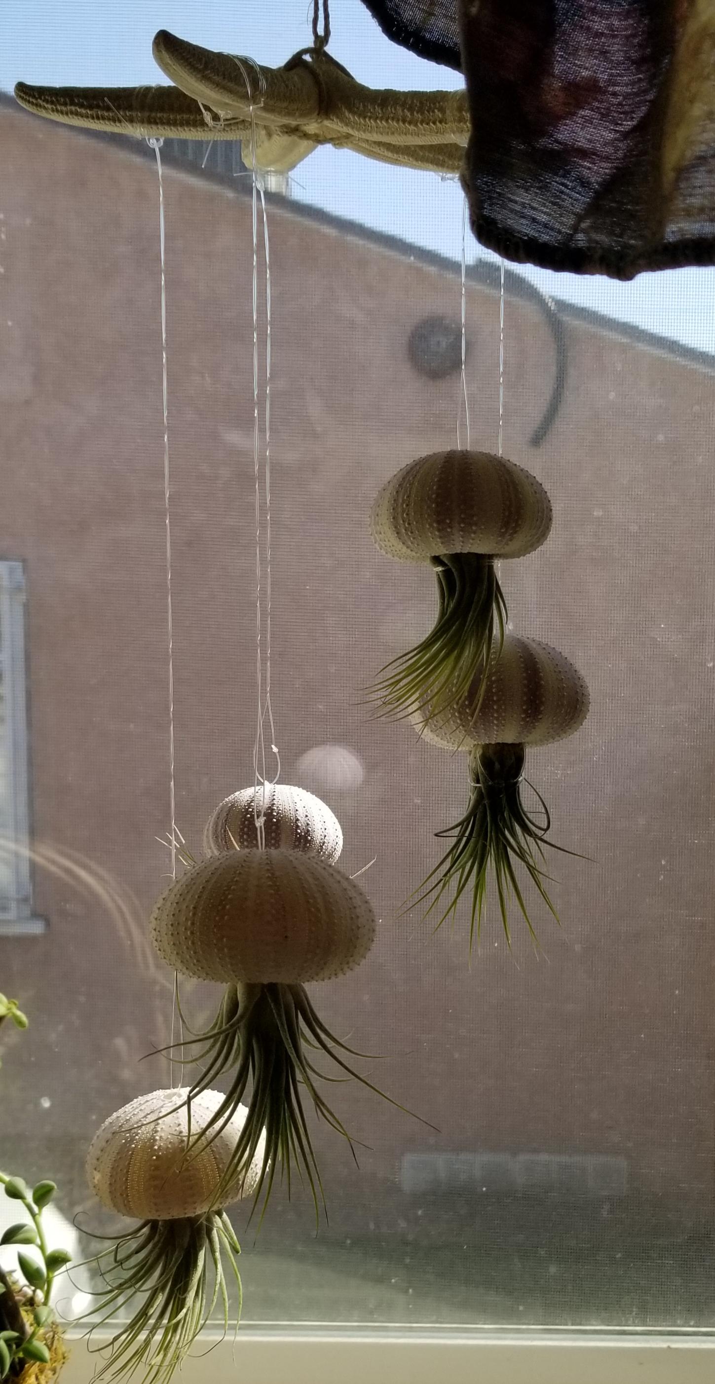 Apr 03, 2021 · jellyfish succulents are magical looking planters that really add a touch of deep sea wonder to any property. Air Plant Jellyfish Mobile Ok These Are Air Plants And Not Technically Succulents I Thought You Guys Would Like This Idea Succulents
