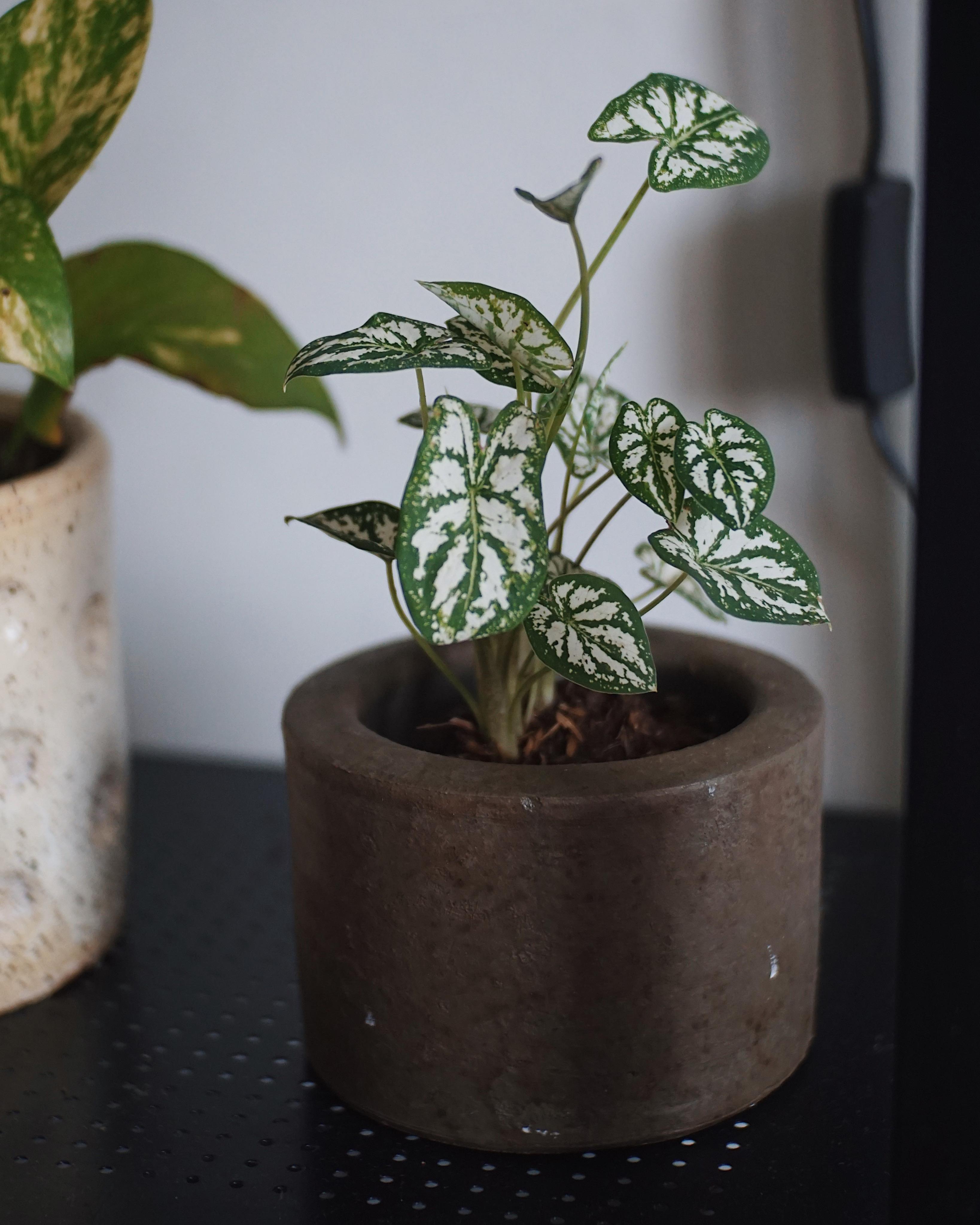 By ardumotive_com in arduino by fprocyon in arduino by edjed in arduino by samuel huff in wireless by ardumotive_com in arduino by ardumotive_com. Any Care Tips For Mini Caladiums I M Placing It In My Bedroom Plantclinic