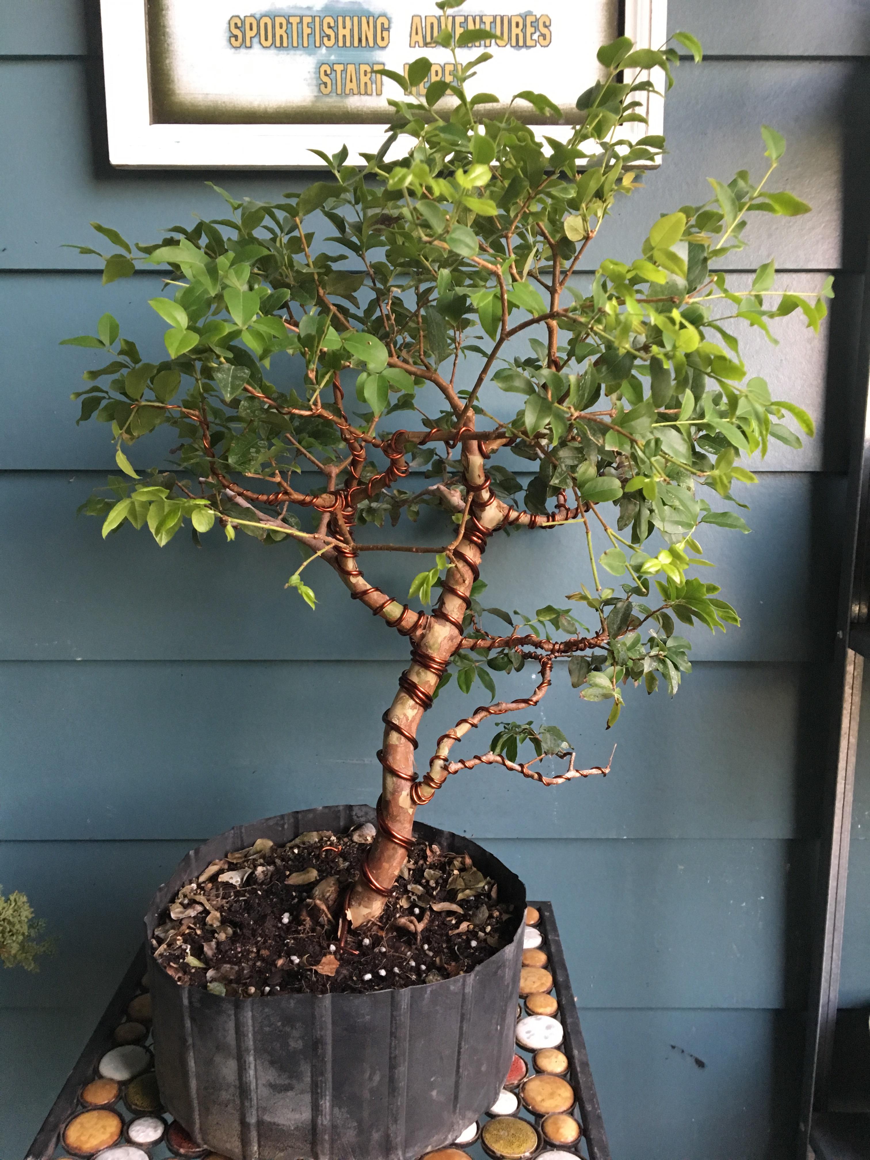 Jaboticaba Question Bonsai