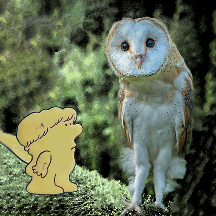 Psbattle This Barn Owl R Photoshopbattles