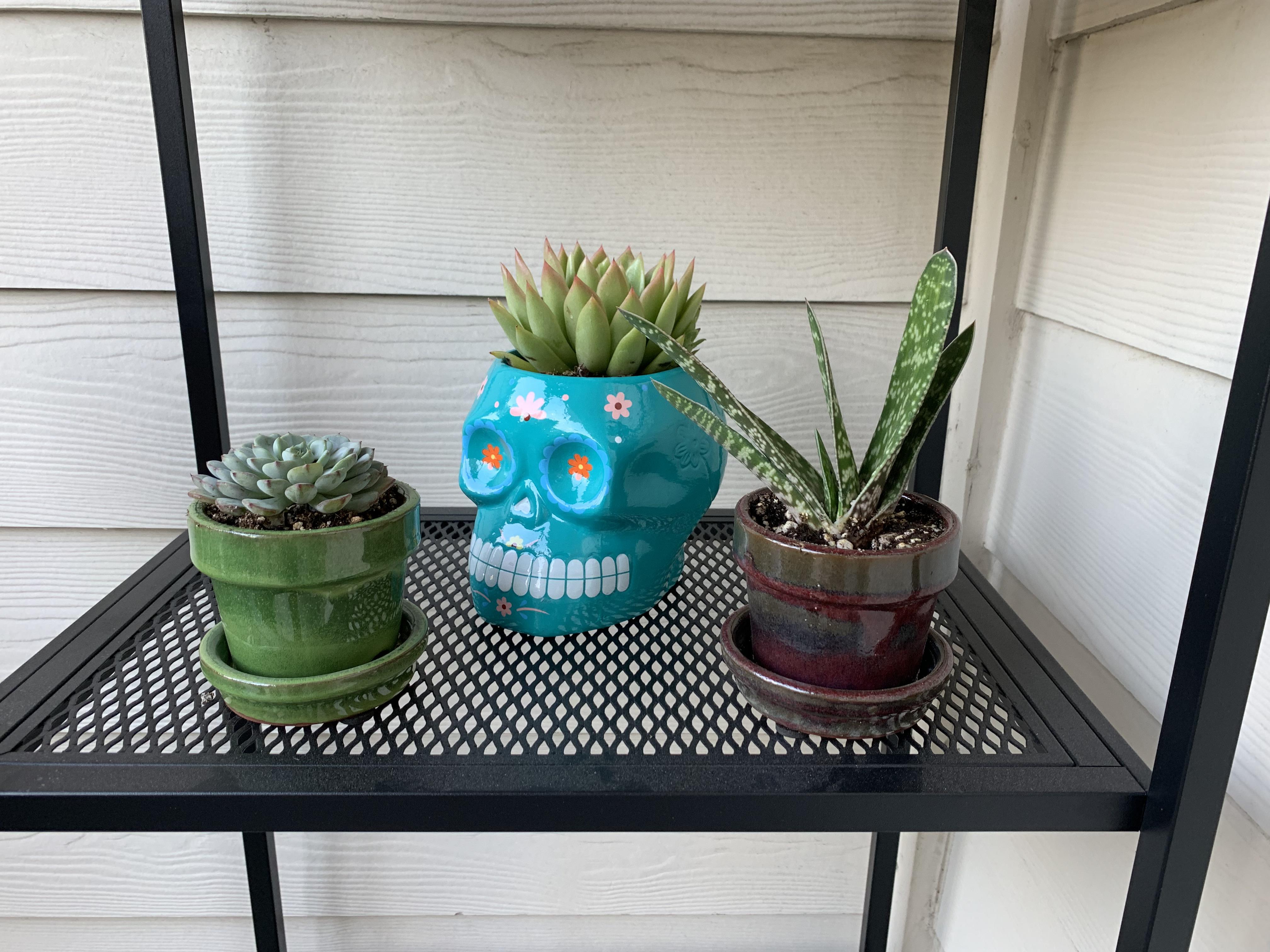 Follow us on instagram for daily news, . Started My Succulent Journey Today Any Advice About These Babies Is Welcome Succulents