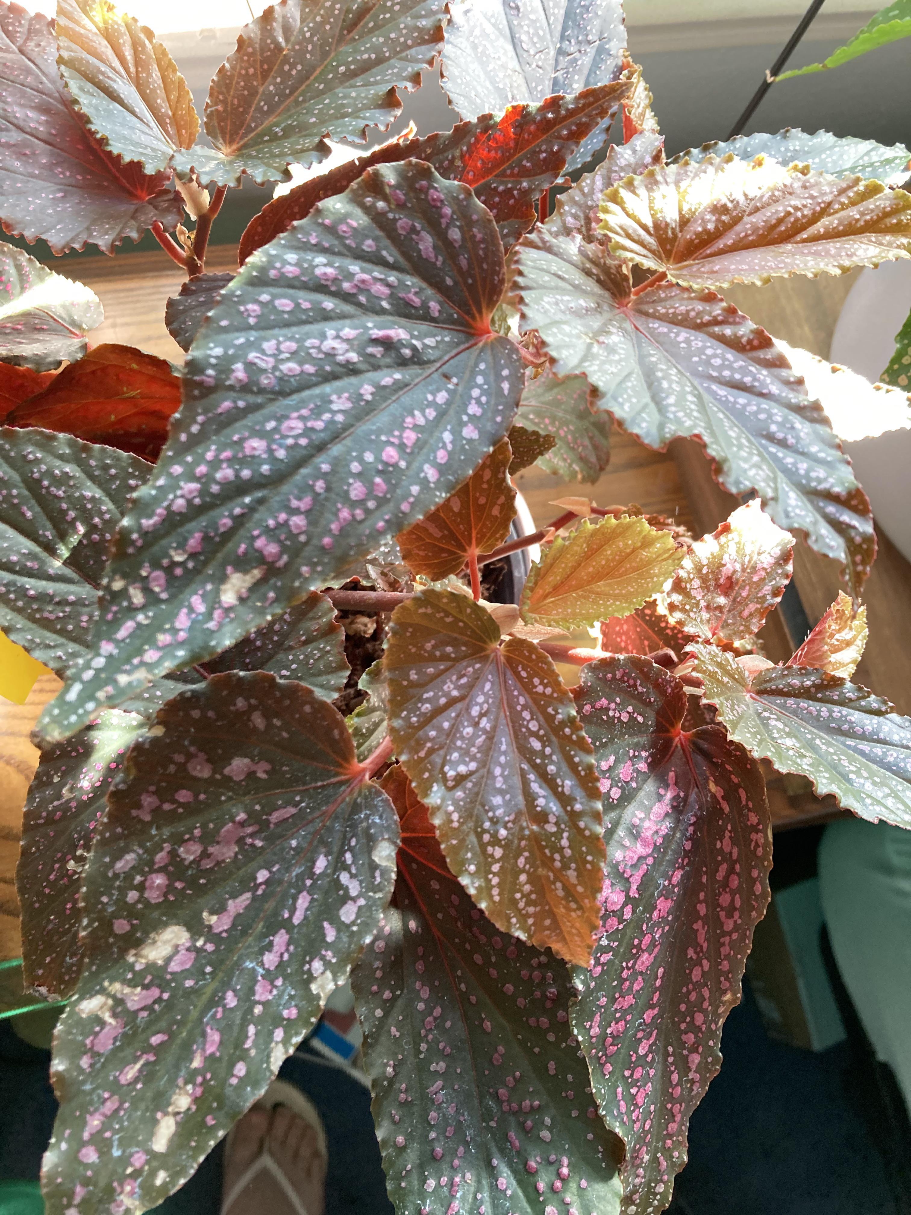 All pictures are a representation of a plant you will receive, and it may not be . What Is This Begonia It Resembles Benigo And Pink Mink But I M Not Sure What The Difference Is Between The Two R Begonias