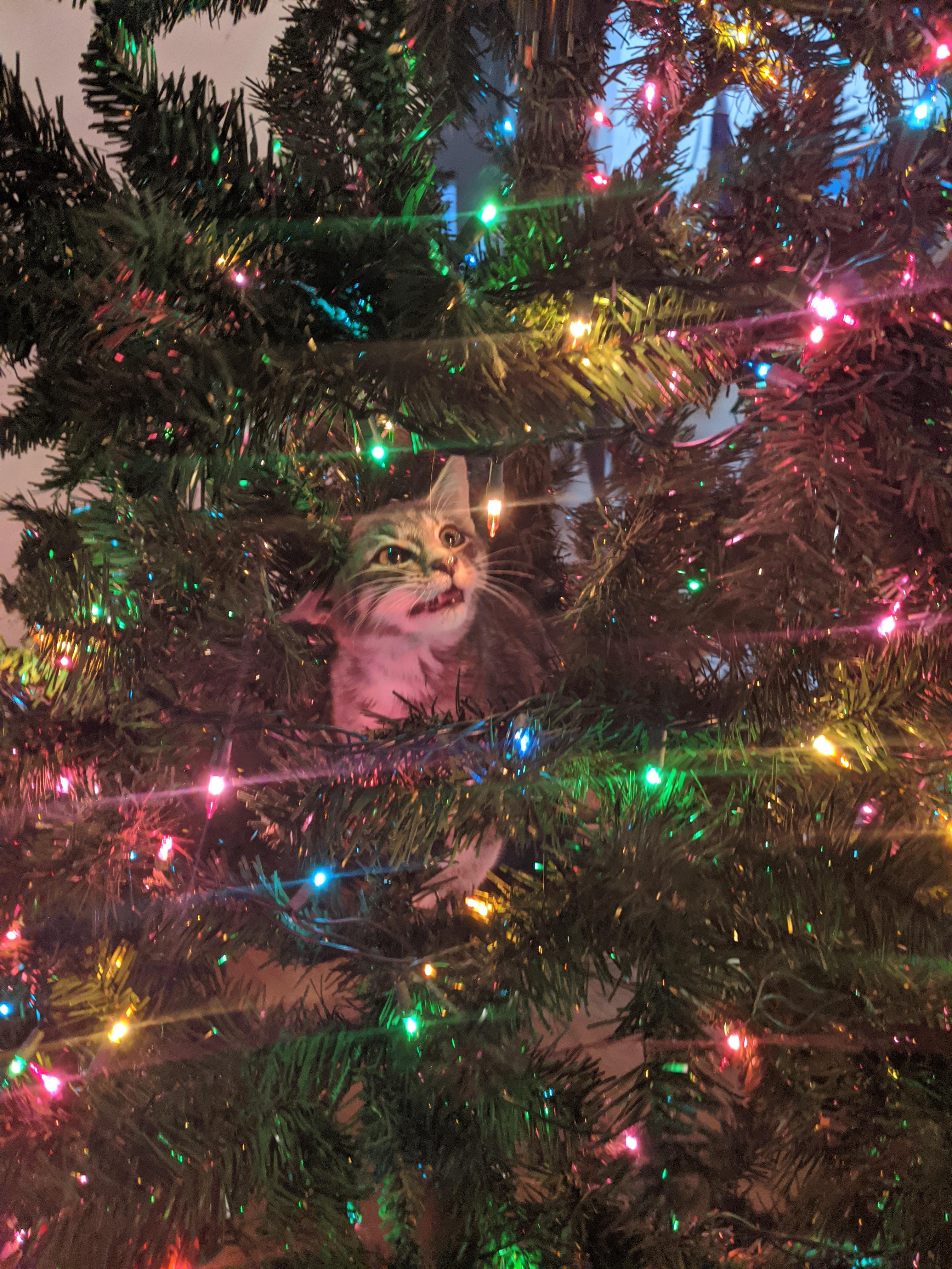 · ribbon, tinsel, yarn, and string, either on the tree or as part of a present's wrappings, are all . Kittens First Christmas Tree R Aww