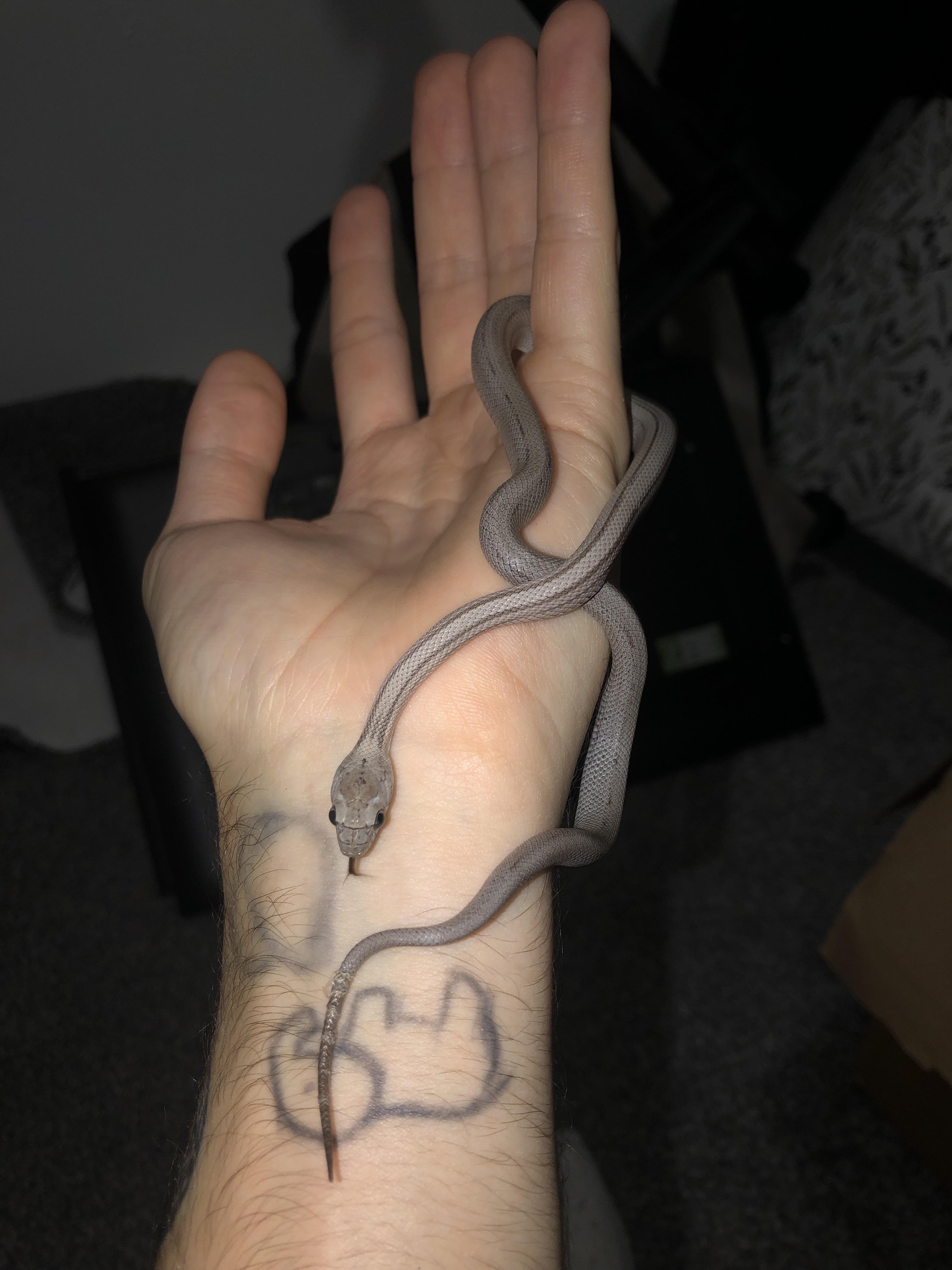 Our Baby Medusa After Second Shed! (Pls Ignore Tattoos In First Pic I Was 15 And Drunk) : R/Snakes 4032_x_3024_jpg