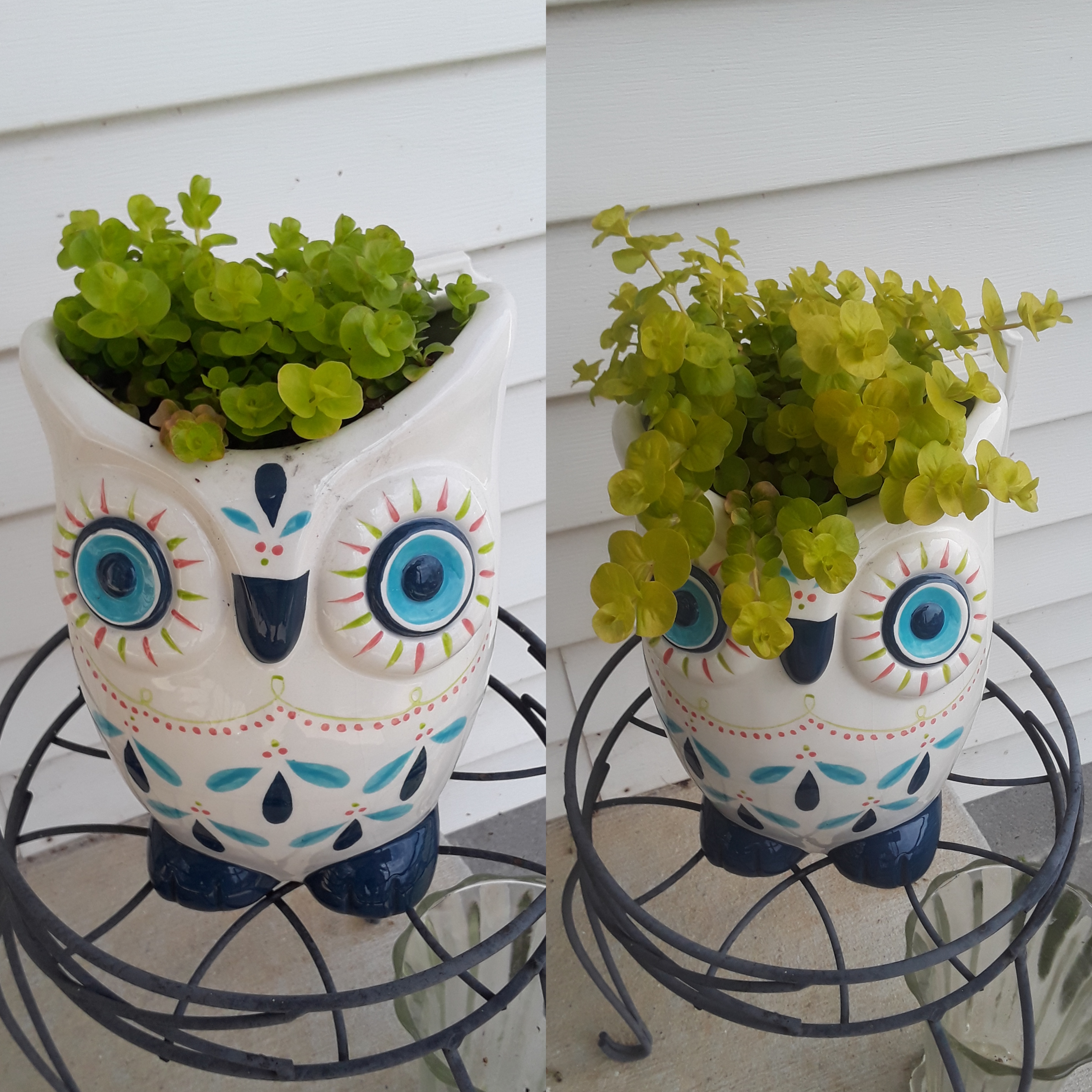 Learn how to grow and care for beautiful creeping jenny. 9 Days Of Growth Creeping Jenny R Watchplantsgrow