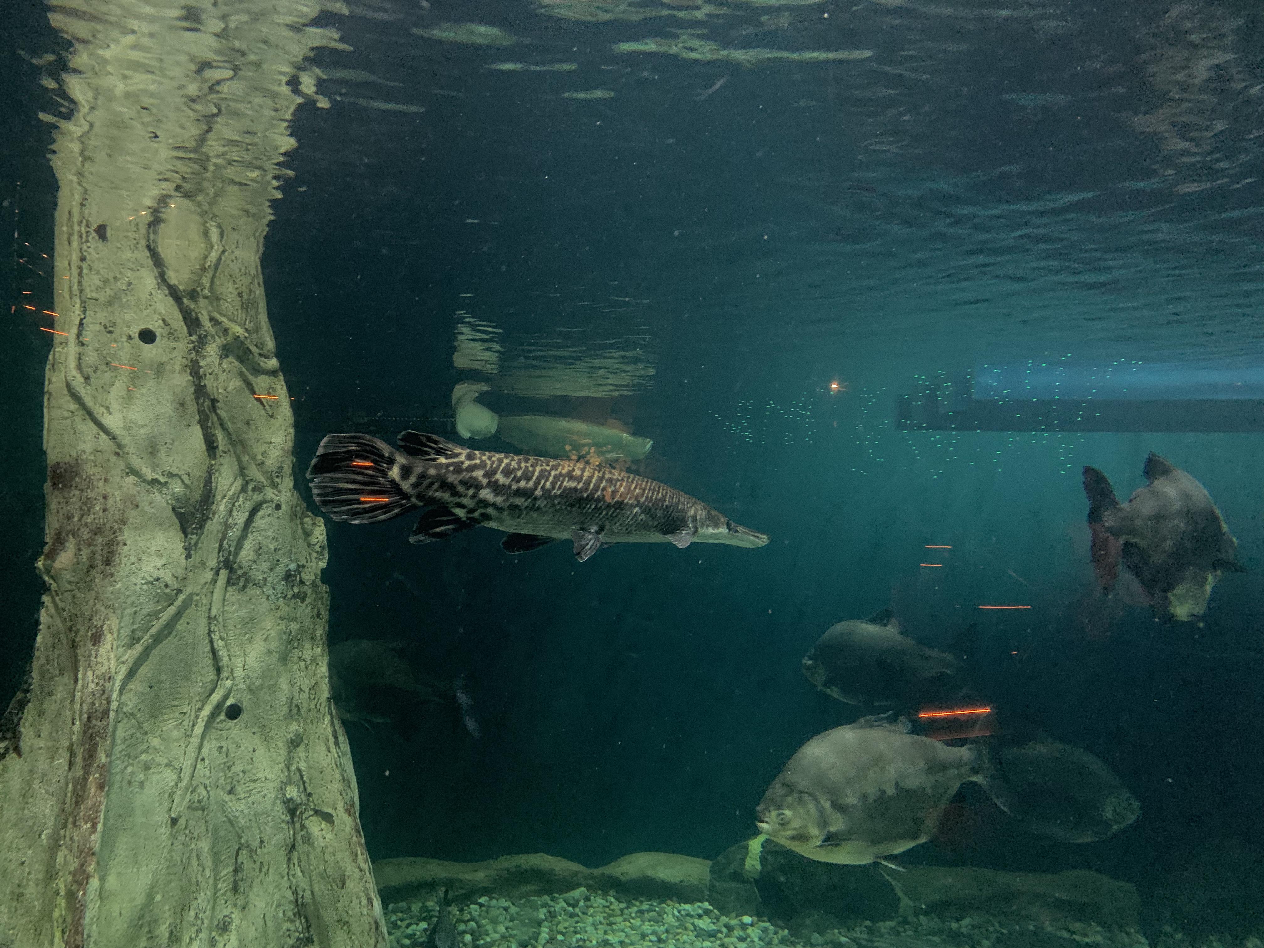 Tanks & ponds good offices/homes. Here In Our Local Aquarium Monster Fish Tank Aquariums
