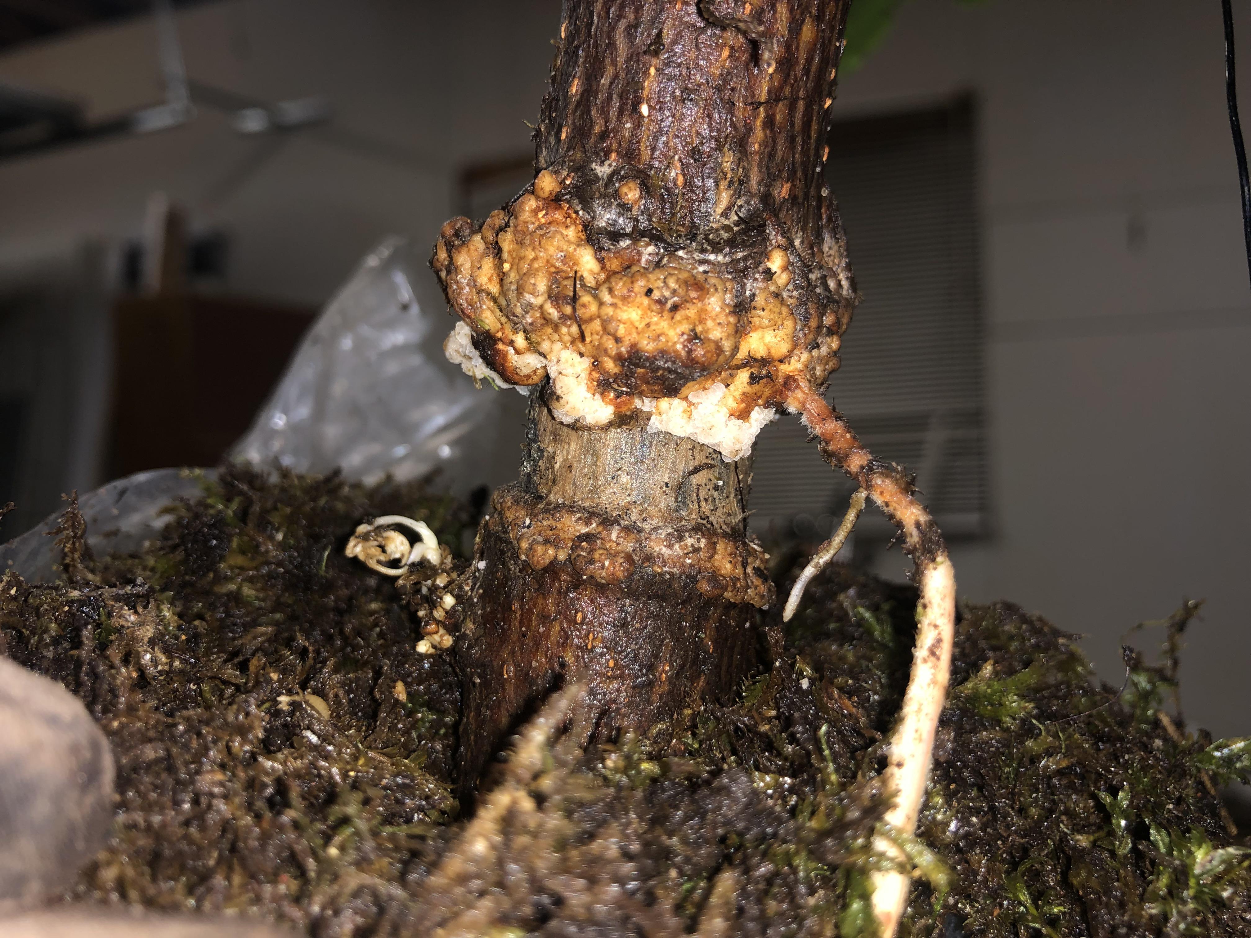 Germs, microbes, and dust can make your home's air dirty and cause your family to become sick. Diagnose My Air Layer Bonsai