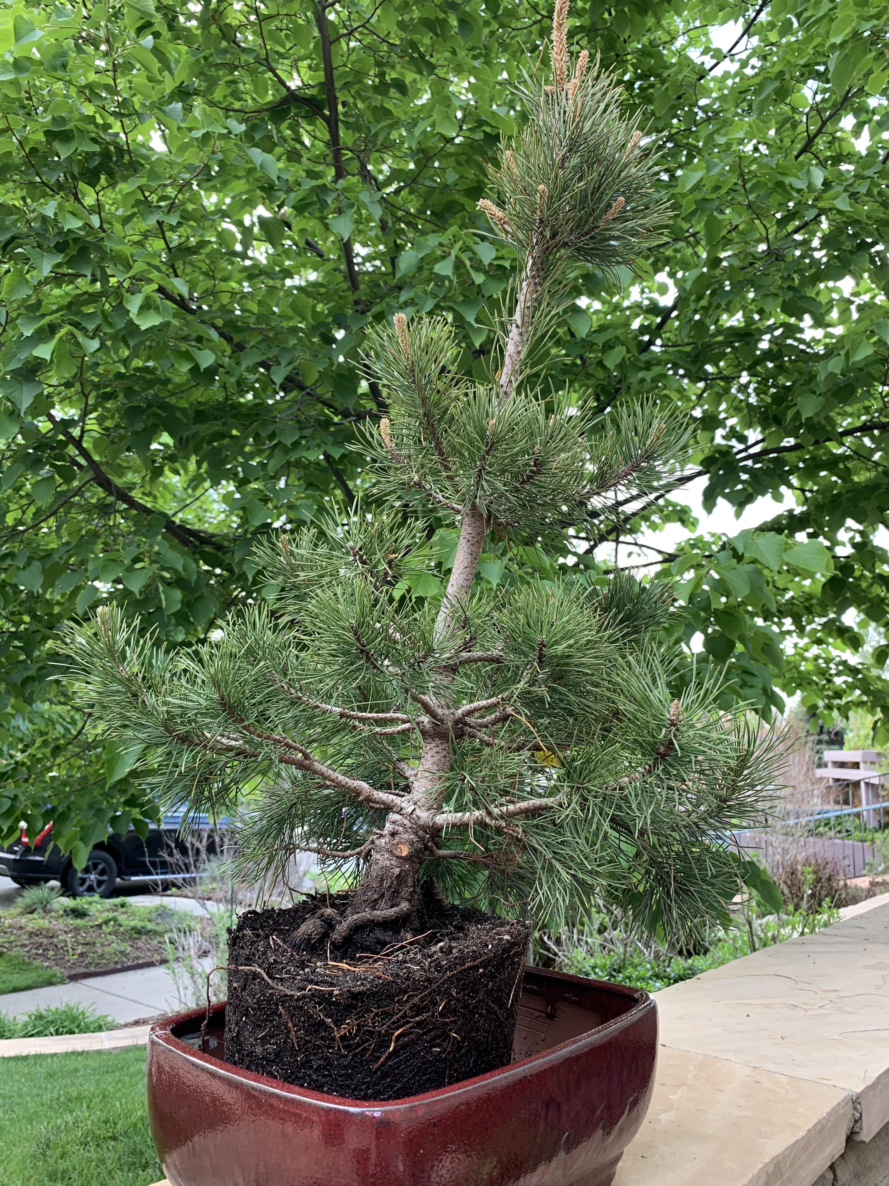 Any Suggestions For Styling This Mugo Mountain Pine I Am Just Starting Out So All Suggestions Are Welcome Bonsai
