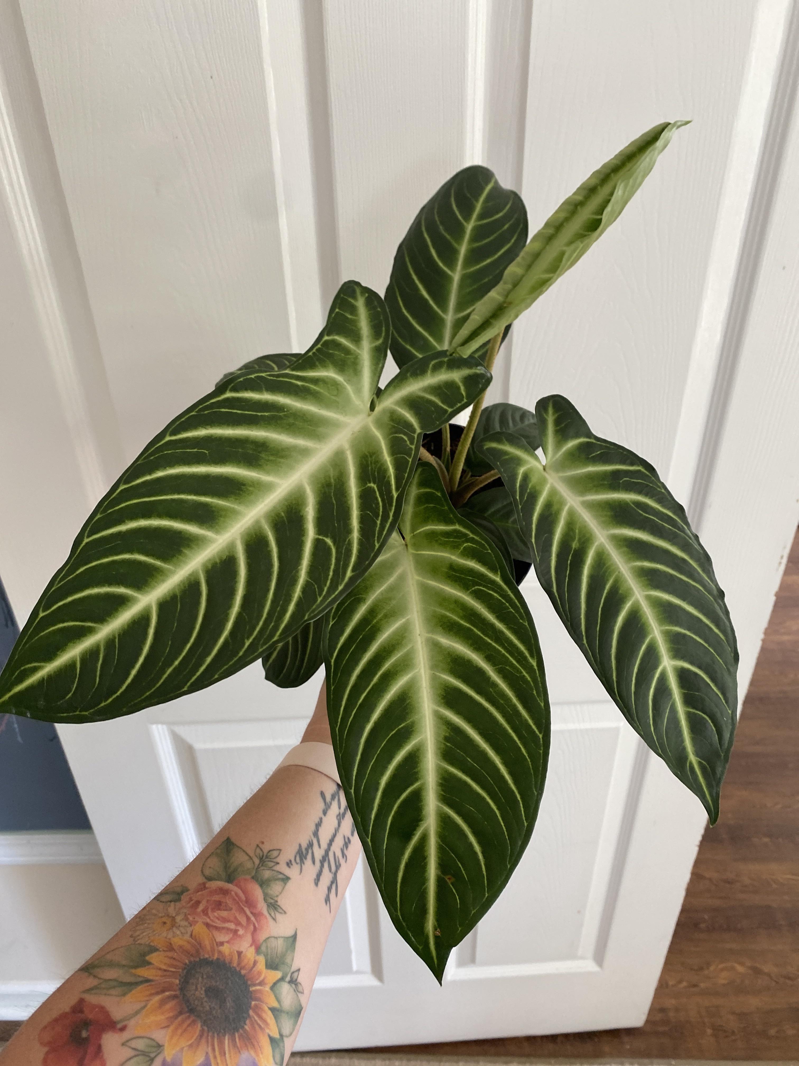 Just Picked This Up At Lowe's. It Says Costa Farms Rare Exotic And The Price Tag Said Elephant Ear, Plant Id Says Zebra Plant But The Leaf Texture Is Not The Same. 4032_x_3024_jpg