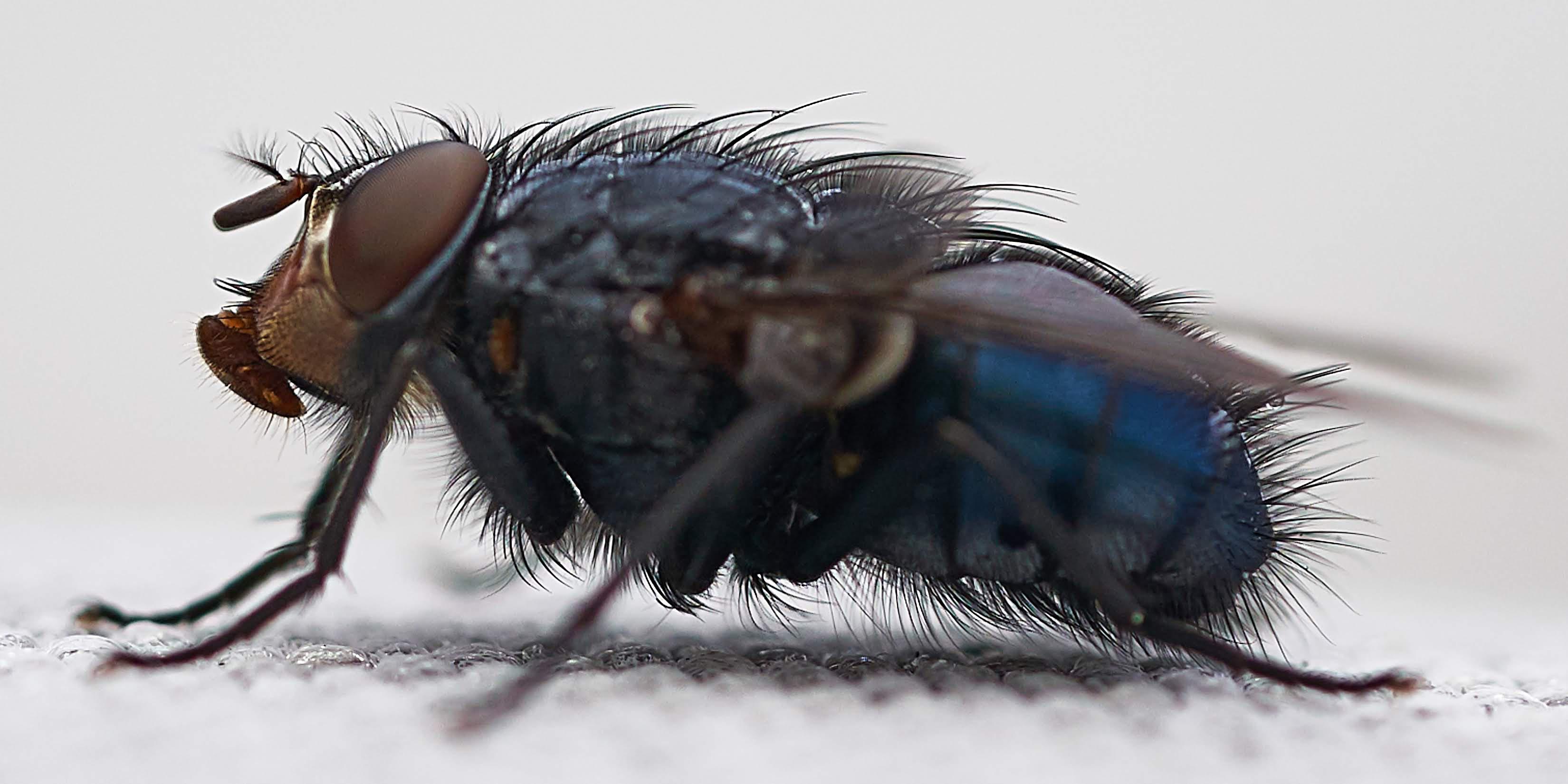 Upload photos, chat with photographers, win prizes and much more for free! First Macro Test - Sony FE Macro 90mm F/2.8 G OSS : SonyAlpha