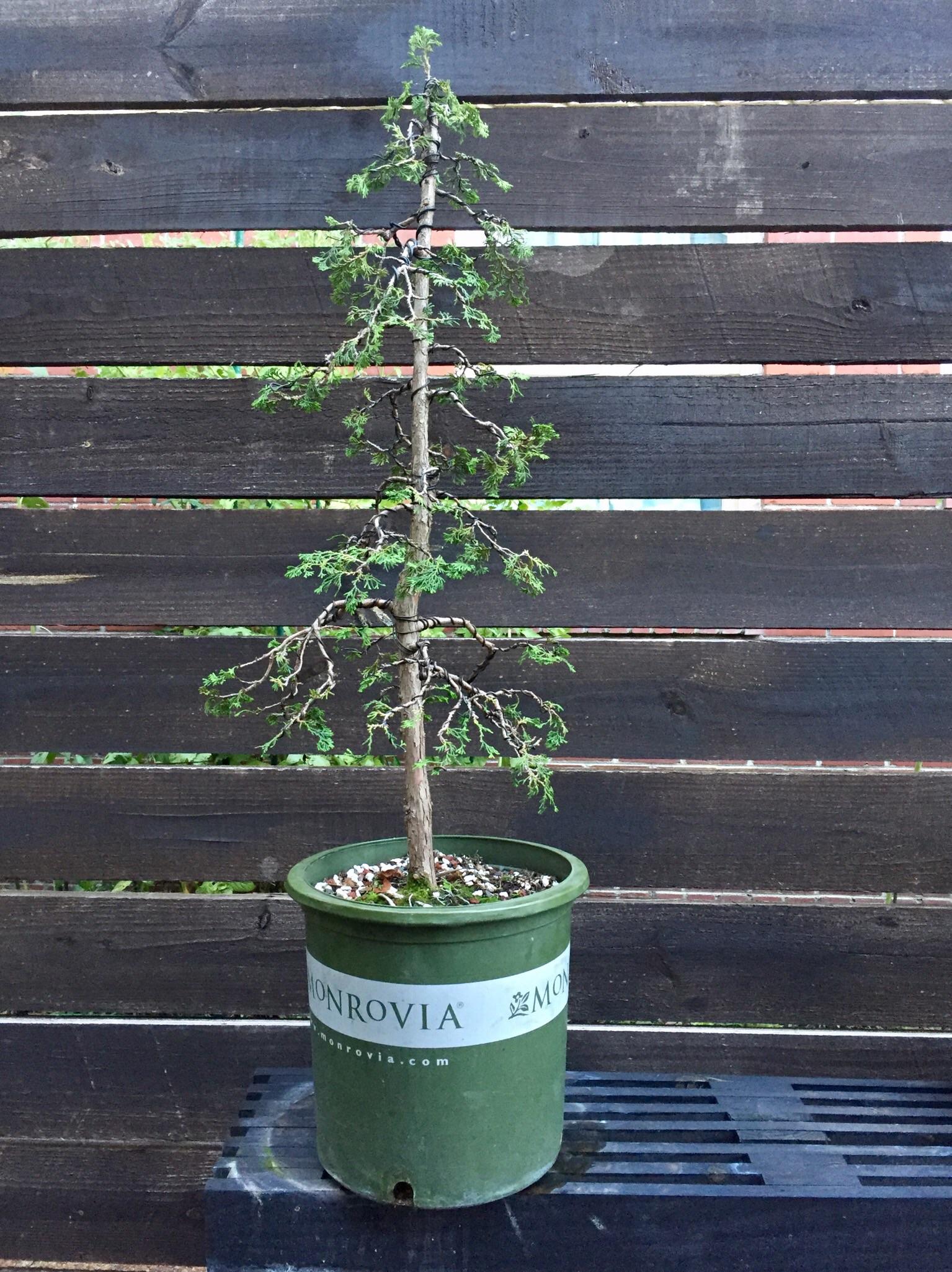 My First Shot At Styling Nursery Stock Hinoki Cypress Bonsai
