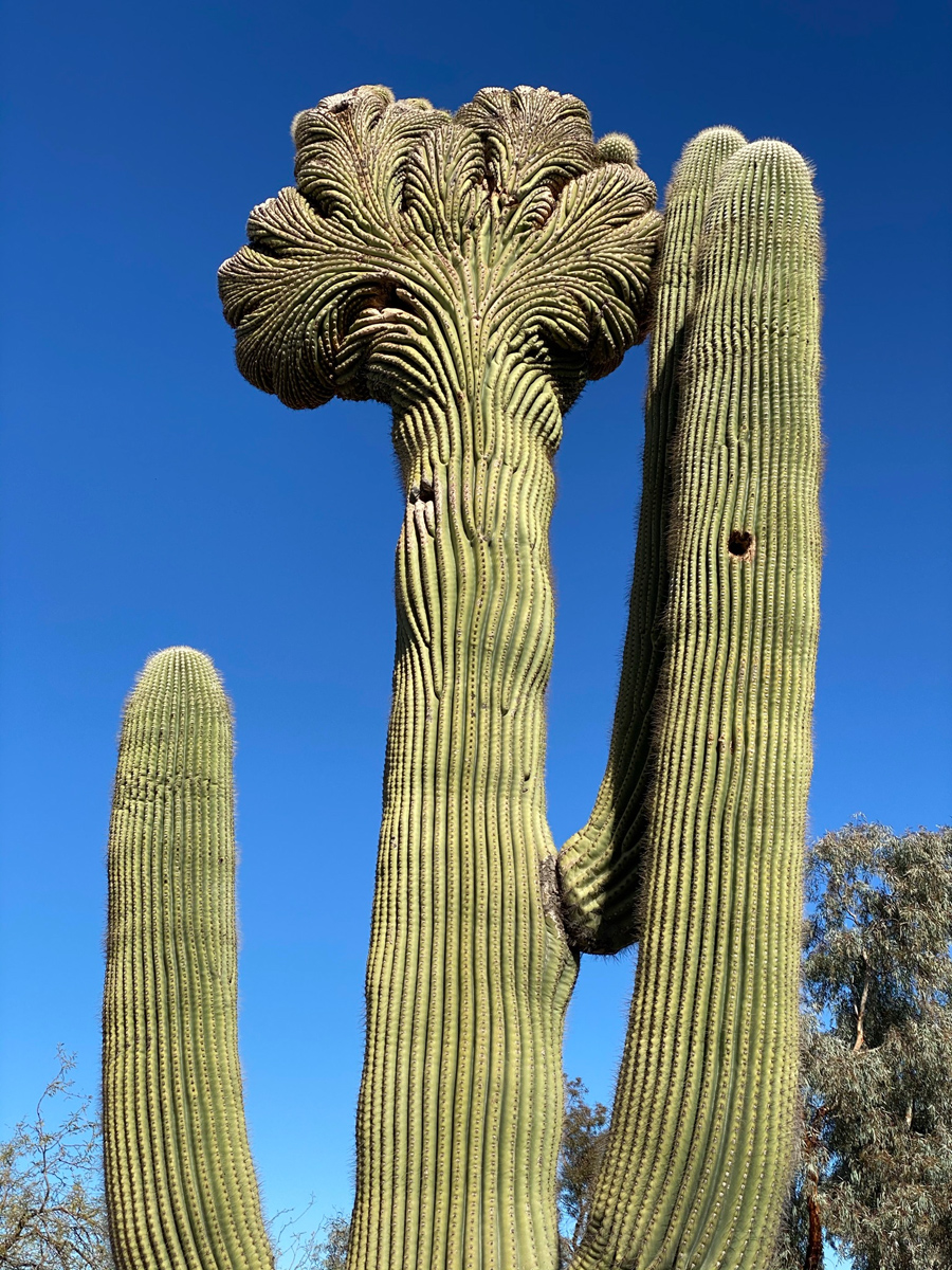 I had no idea when i moved to phoenix how much i was going to miss all the trees i grew up with in the northeast. Mutant Saguaro Cactus Phoenix Arizona R Natureisfuckinglit