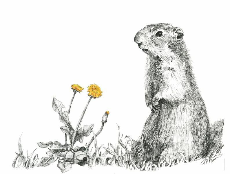When drawing a prairie dog it might be helpful to start with the outline of the animal. My Drawing Of A Prairie Dog R Prairiedogs