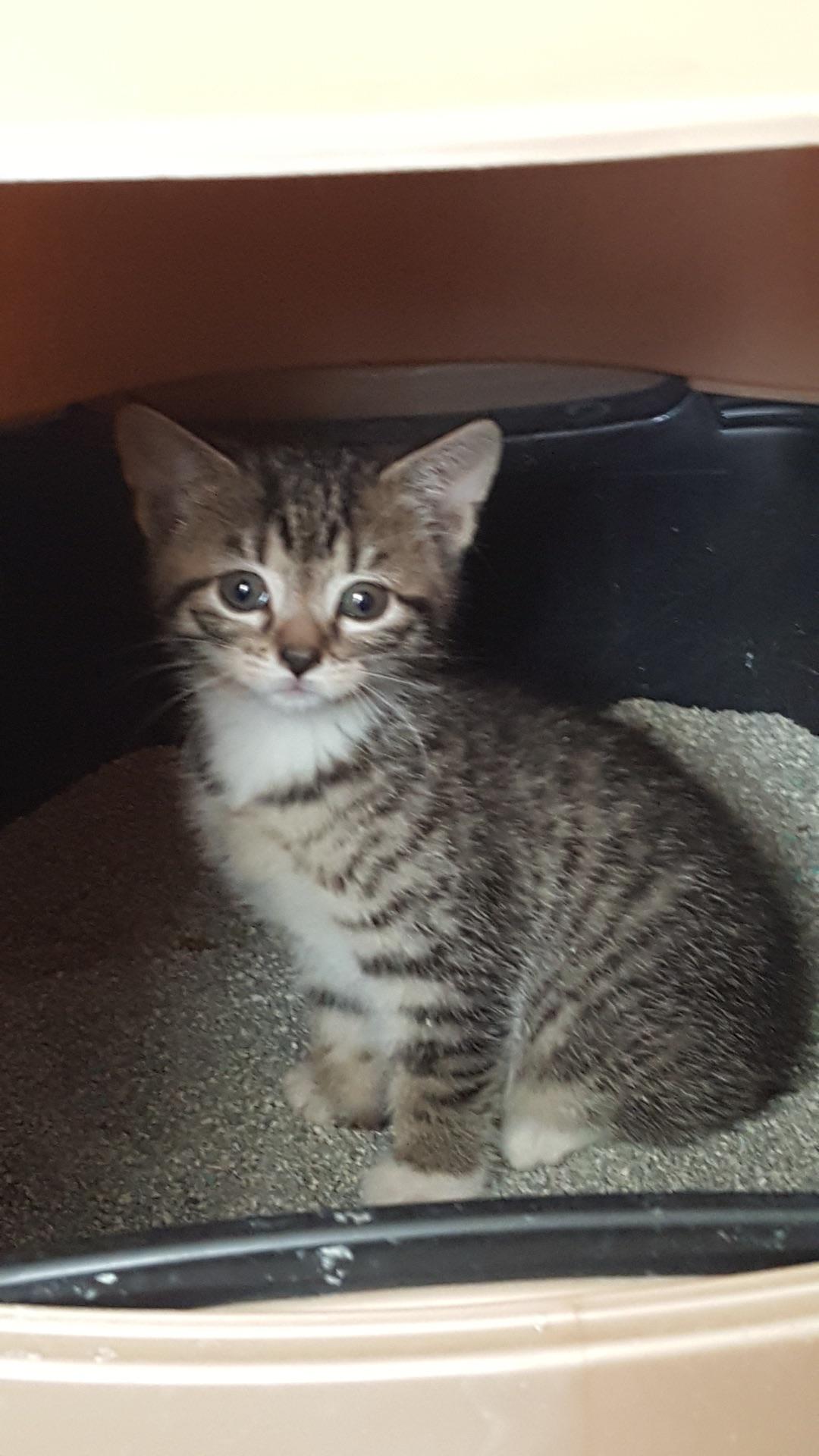 Read more about over 60 different cat breeds covered in our cat . Petunia Can Be Found Anywhere Last Two Were Baby Pics Oc R Cats