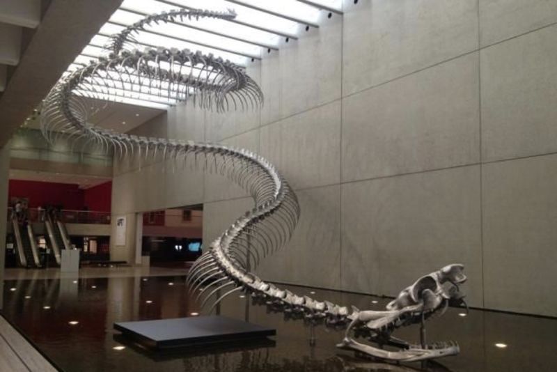 Apakah anda mencari ilustrasi ular tangan ungu png grafik file? Bukan Anaconda dan Piton, Inilah Ular Terbesar di Bumi