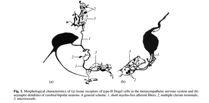 What Is Meta Sympathetic Nervous System Biology Stack Exchange