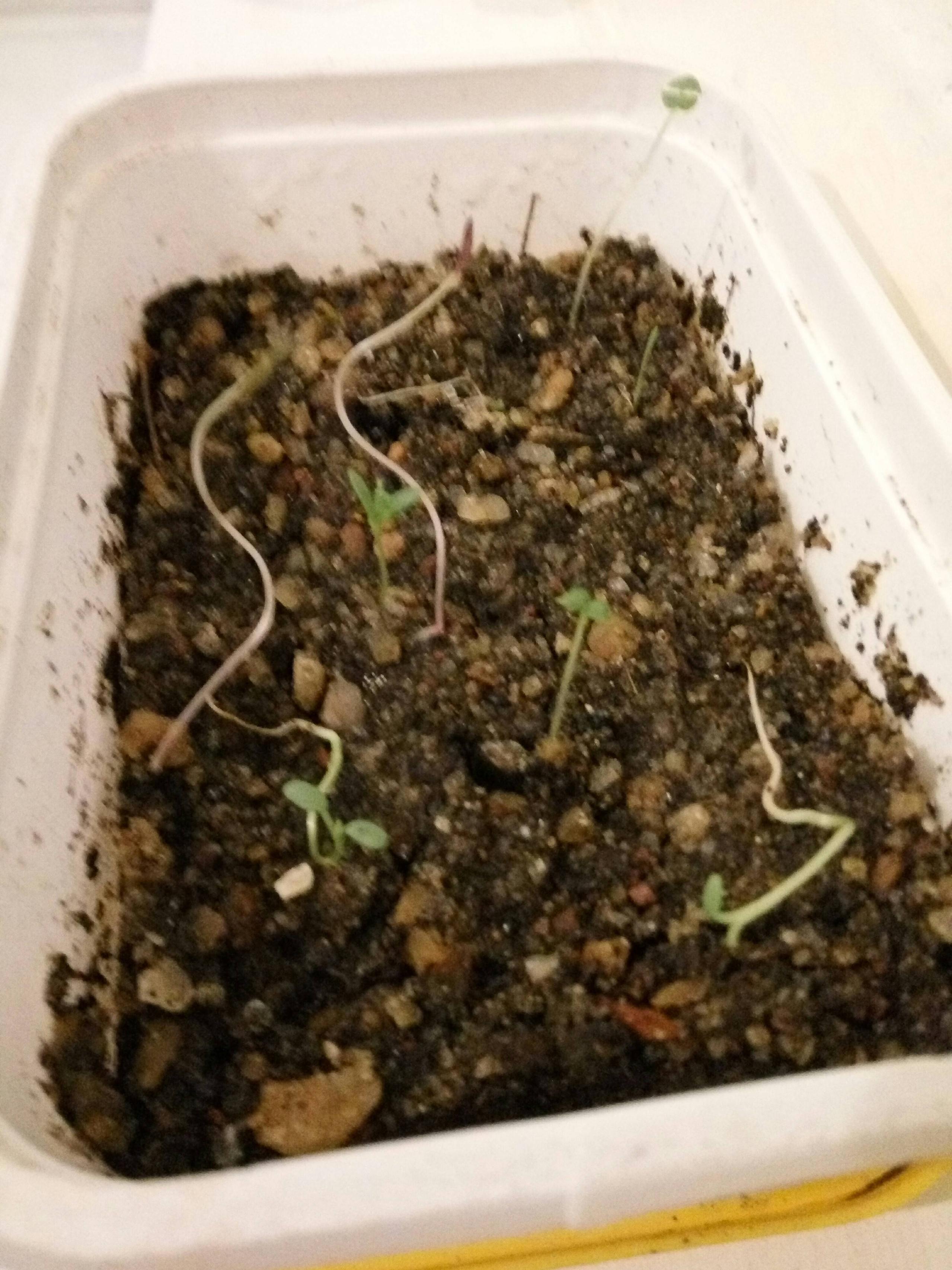 By debbie wolfe bobvila.com and its partners may earn a commission if you purchase a pro. Germinating Succulent Seeds Gardening Landscaping Stack Exchange