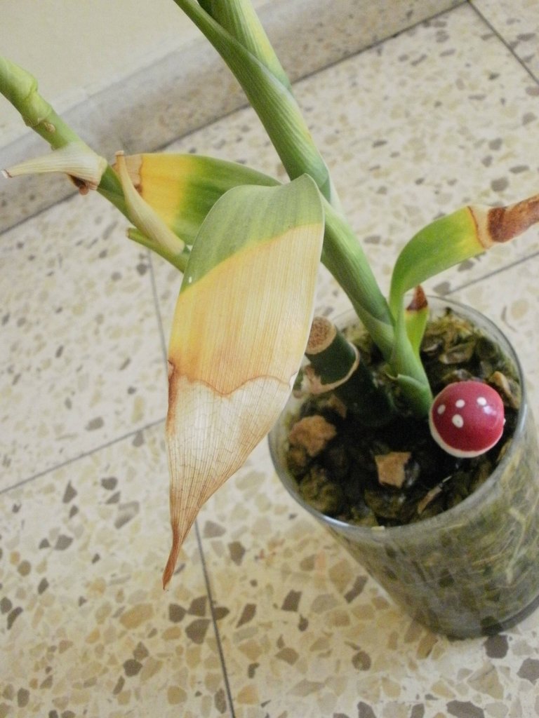 Some are easy to grow, while others require tender loving care. diagnosis - Why has our lucky bamboo turned yellow? - Gardening & Landscaping Stack Exchange