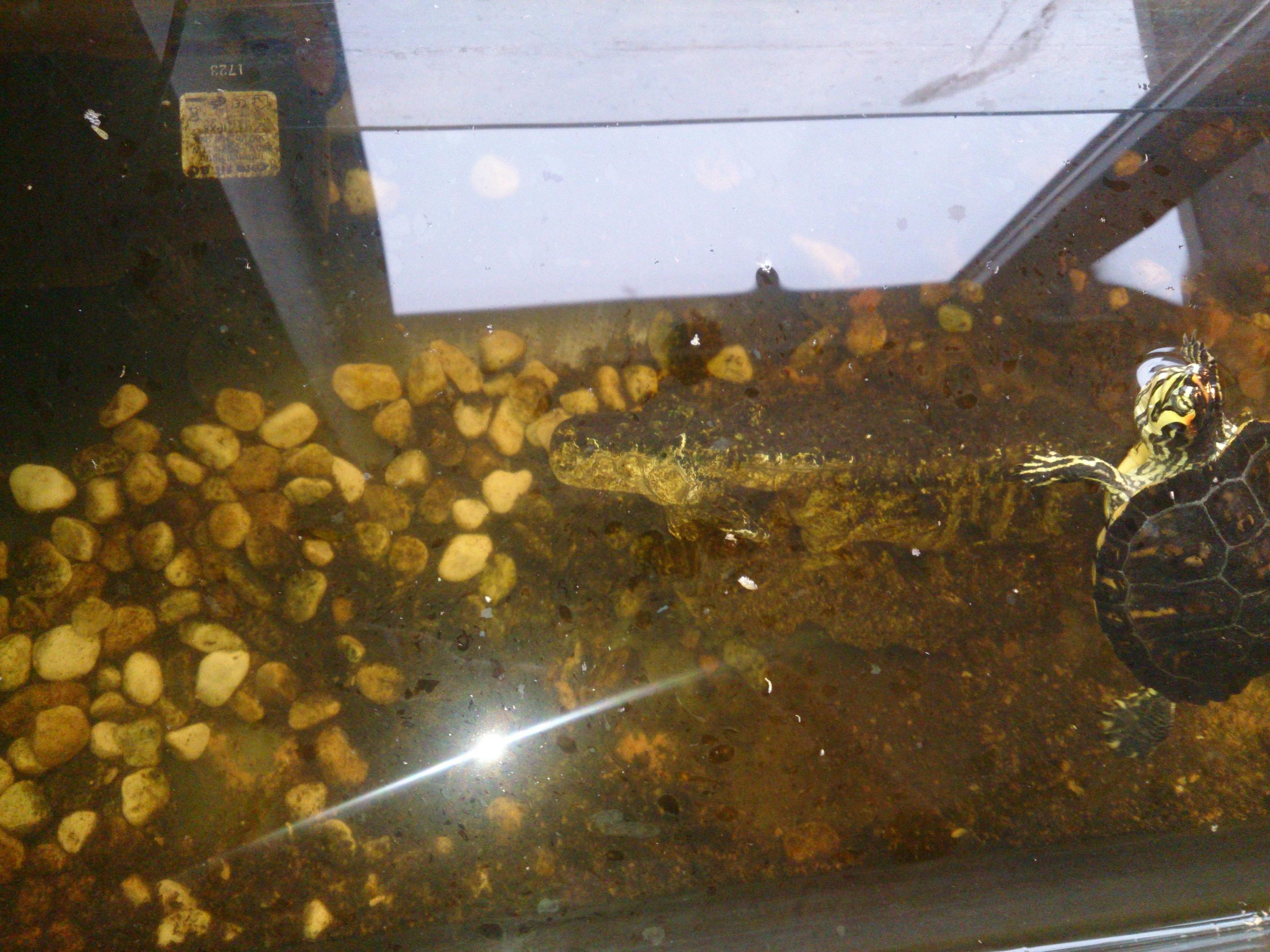 They have detailed shell markings. aquarium - Is this turtle tank too dirty? - Pets Stack Exchange