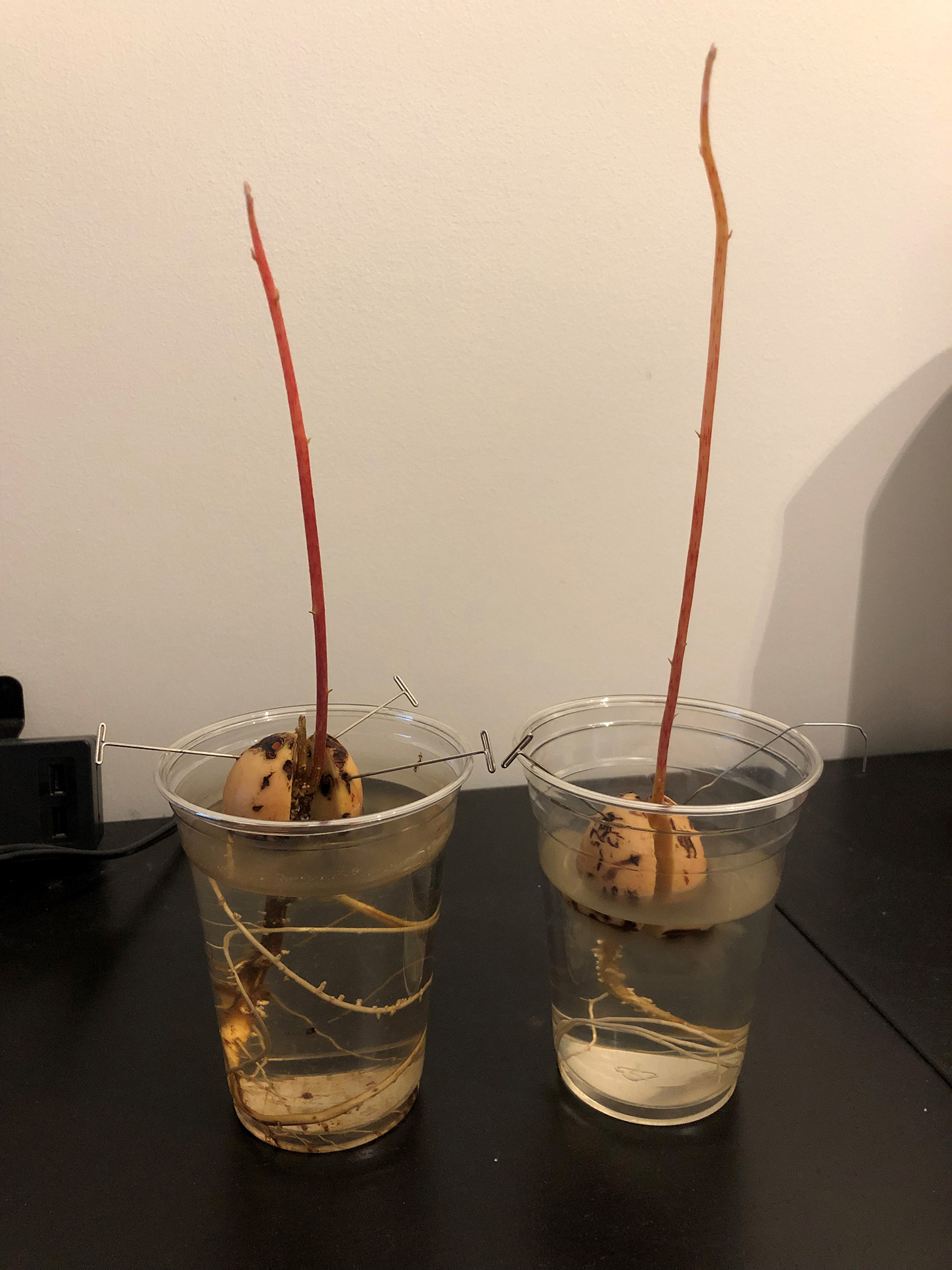 If you ask a horticulturist “do potatoes have seeds” the technical answer will be yes, because potato plants form flowers and small fruits which contain potato seeds. Germination Avocado Seeds Stems Do I Place In Pot With Soil Should I Put Them In A Window Gardening Landscaping Stack Exchange