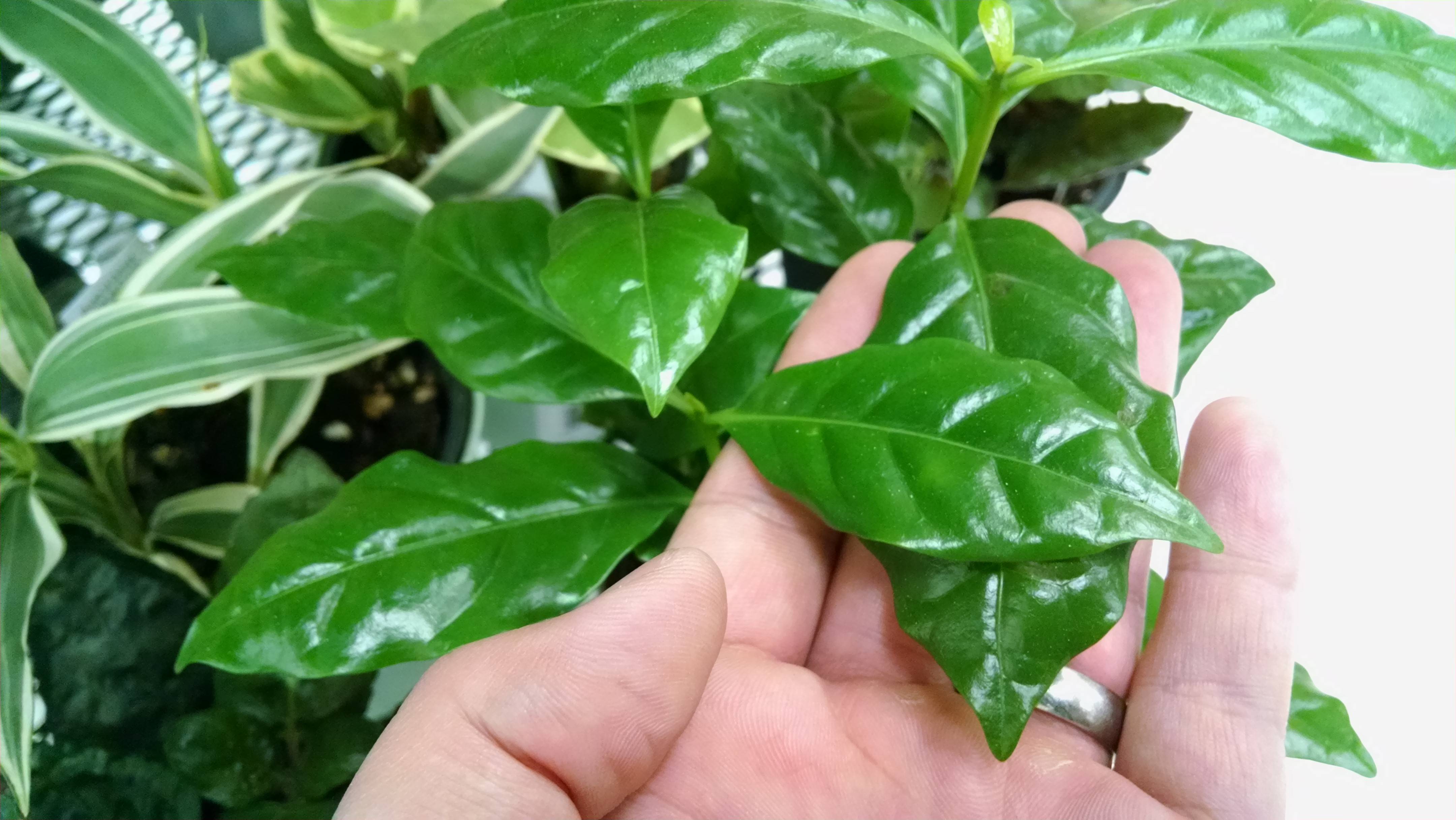 The end of the outdoor gardening season does not hav. What Is This Tropical Houseplant With Alternate Leaves Gardening Landscaping Stack Exchange