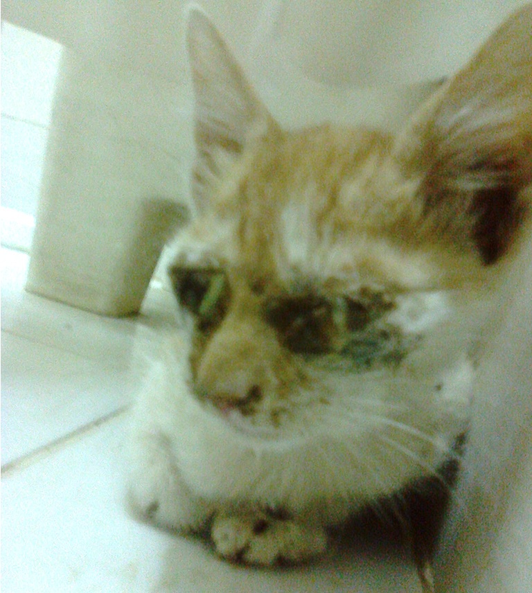 27.10.2021 · to take care of a blind cat, start by taking it to a vet right away, since some types of blindness are reversible if treated early enough. cats - What's wrong with this kitten's eyes and how do I