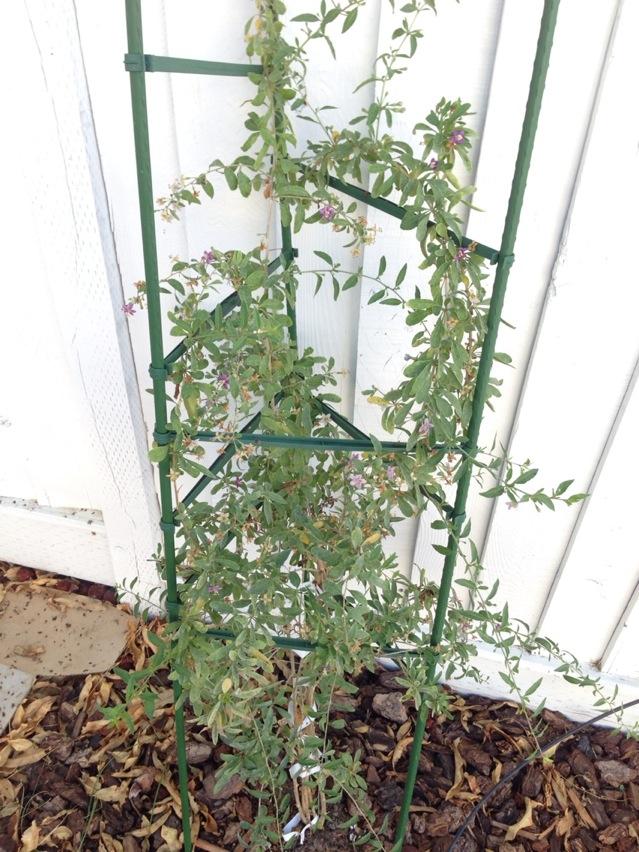 · before planting, soak in water for 15 minutes to 1 hour · with your bare root in the center of your pot, fill the . Diagnosis Why Does My Goji Berry Produce Many Flowers But Never Bear Fruit Gardening Landscaping Stack Exchange