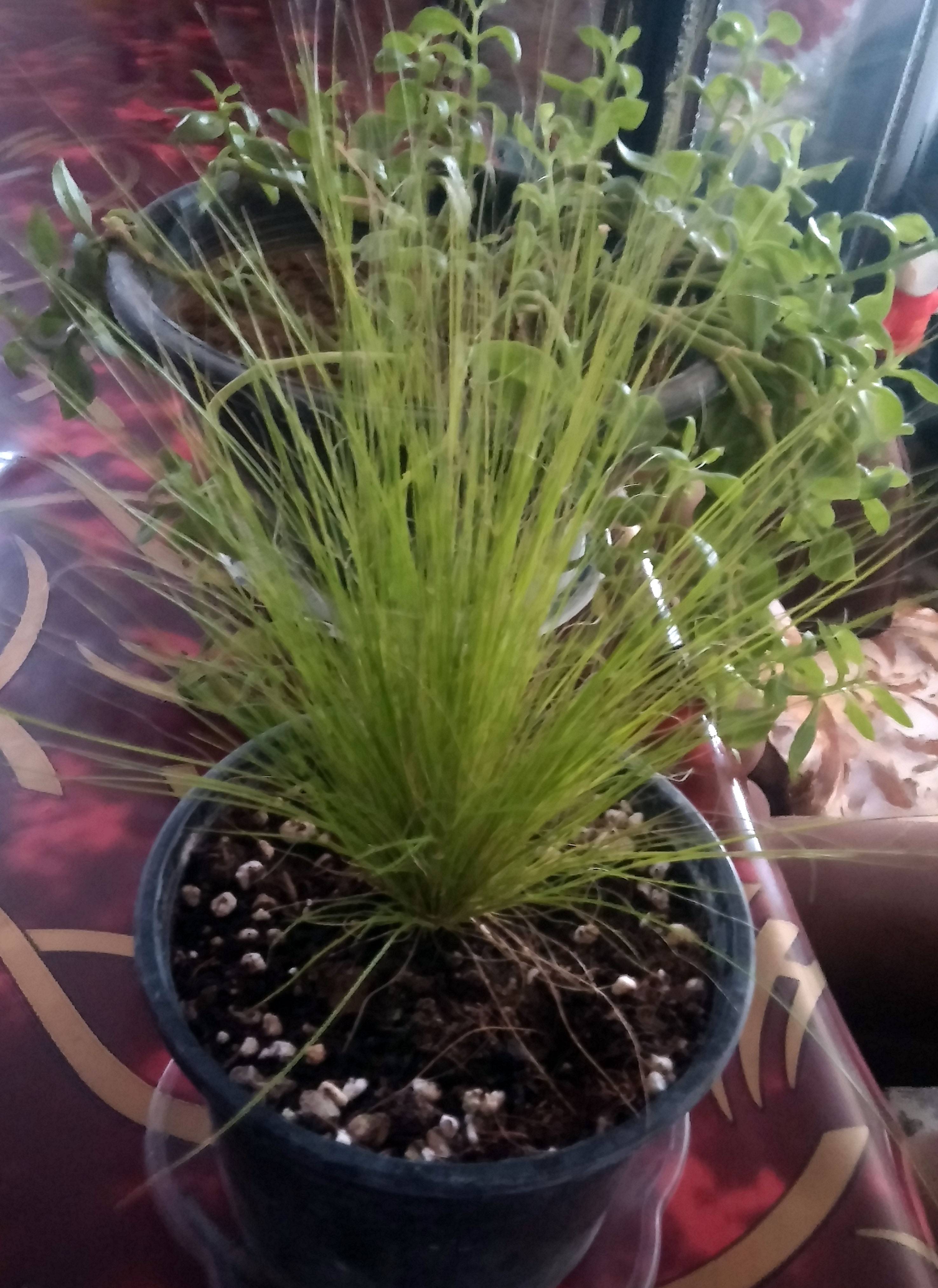 This trio of singaporean entrepreneurs dropped out of berkeley, stanford and wharton respectively to launch glints, their talent recruitment and career . identification - What is this grass-like plant