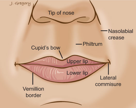 It's as ubiquitous to the human face as the nose or . What Is The Part Of An Outer Mouth That Is Limited Between The Upper Lip And Nose Called In Everyday Conversations English Language Learners Stack Exchange
