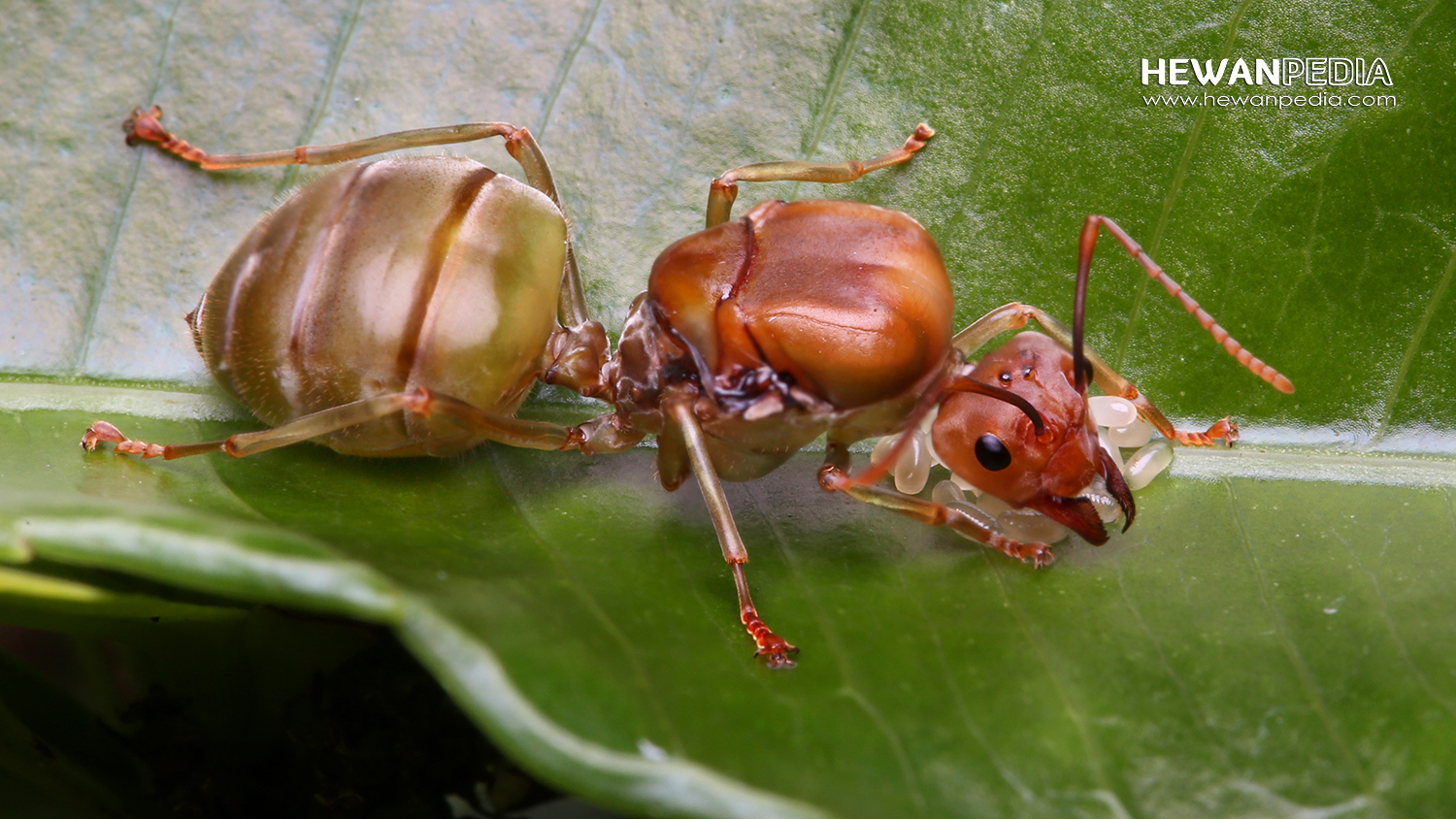 Fungsi dan Ciri Ratu Semut Rangrang dalam Koloni - Hewanpedia