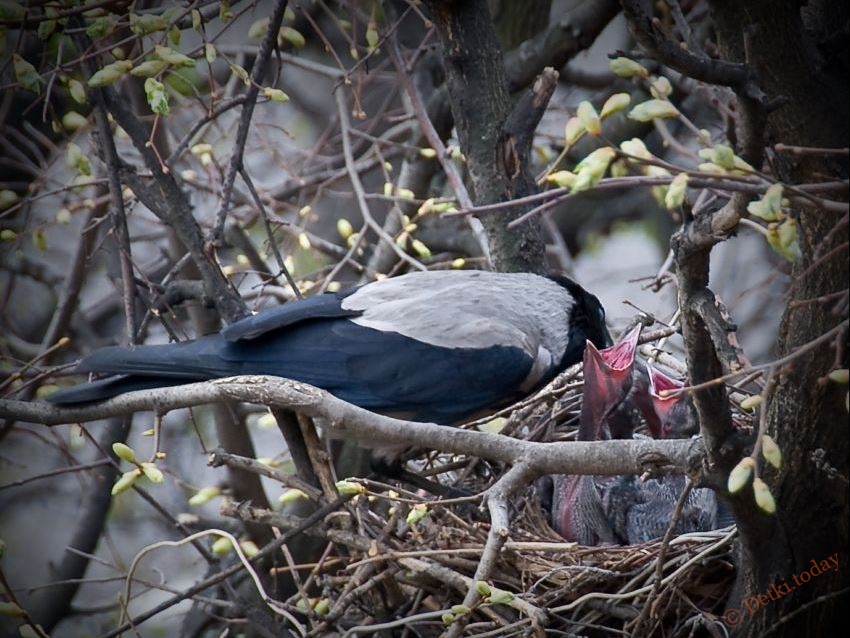 как нарисовать сороку поэтапно