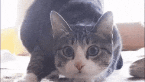 Cats rarely type on the keyboard in everyday life. Ultimate wiggle GIF, now with 100% more Hillary / Boing Boing
