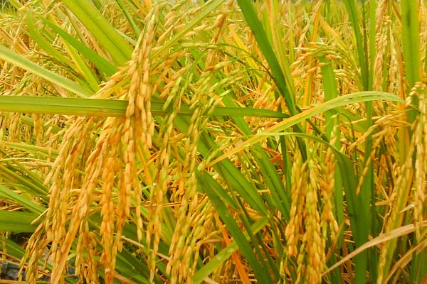 Indonesia Negara Agraris, Kenal 5 Jenis Tanaman Padi Ini - Islampos