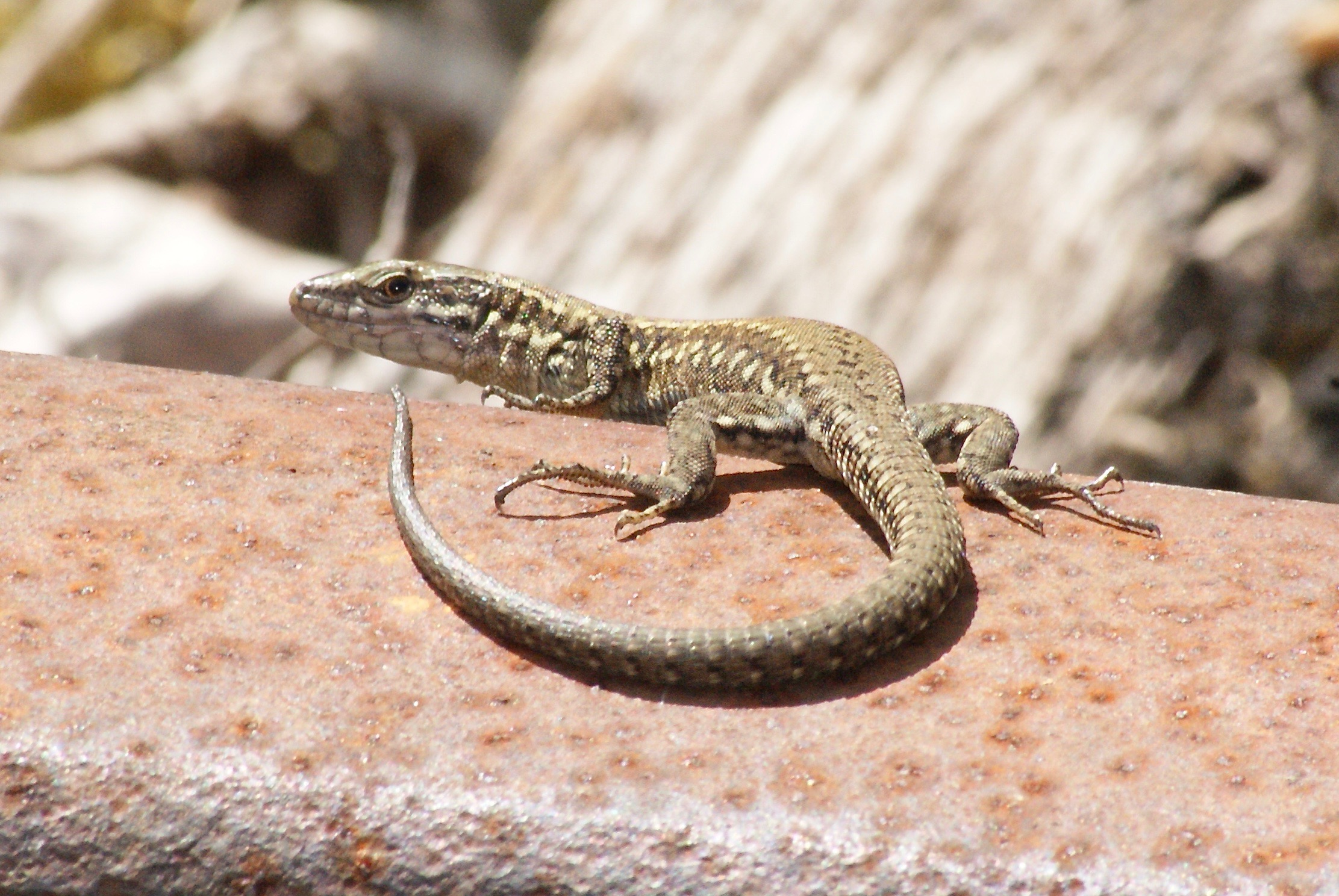 Le lézard des murailles - Quel est cet animal ?