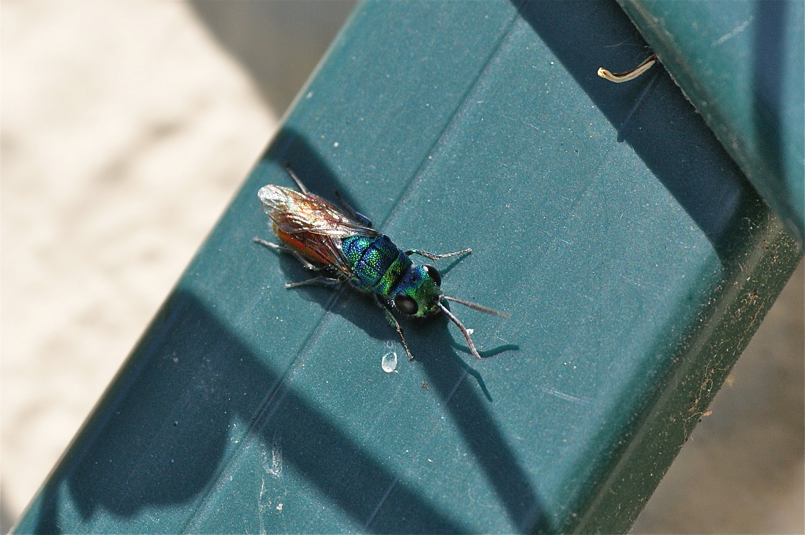 La chryside enflammée - Hyménoptères - Quel est cet animal ?