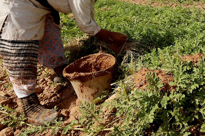 مطالب بالتحقيق في انتشار آلاف الآبار العشوائية بزاكورة بسبب زراعة الدلاح
