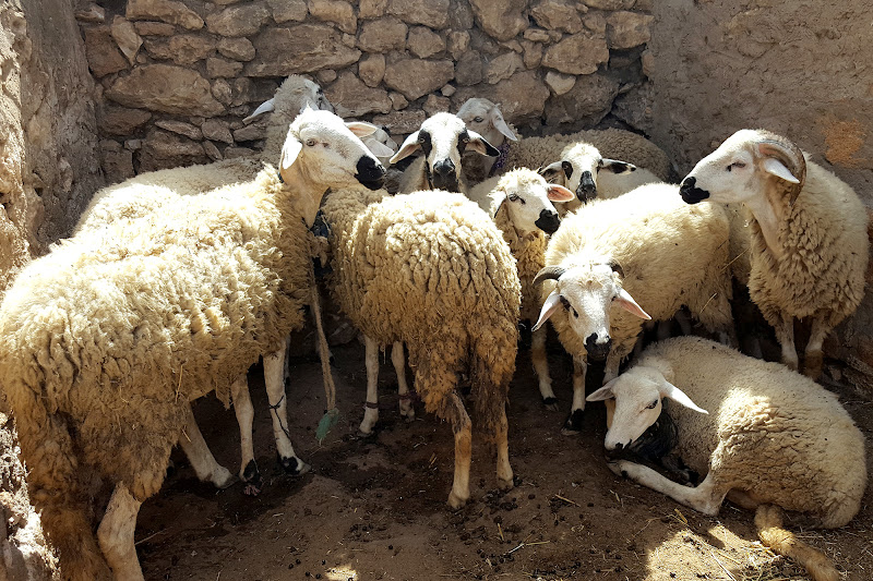 فلاحون يشكون وفيات مواليد الأغنام