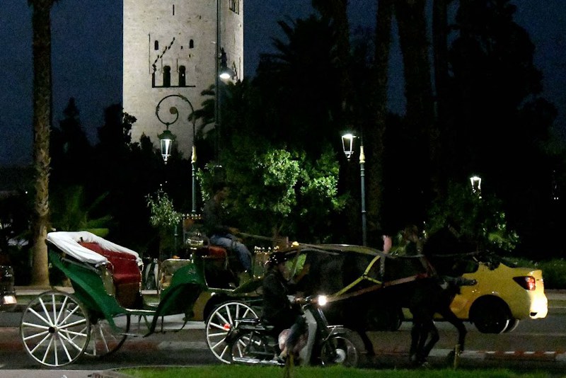 منظمة دولية تدافع عن خيول مراكشية