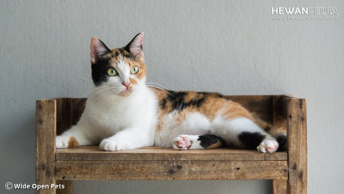 Penjelasan Kucing Calico atau Belang Tiga Warna menurut Biologis -  Hewanpedia