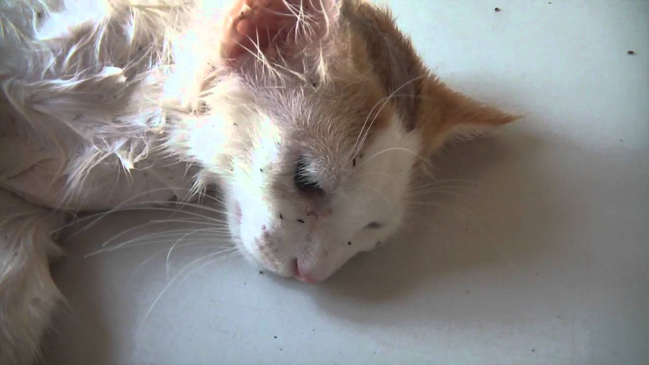 Caren white is a master gardener and instructor at home gardeners school. Fleas on a cat - YouTube